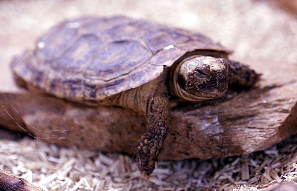 Afficher le média malacochersus_tornieri2md malacochersus_tornieri2md