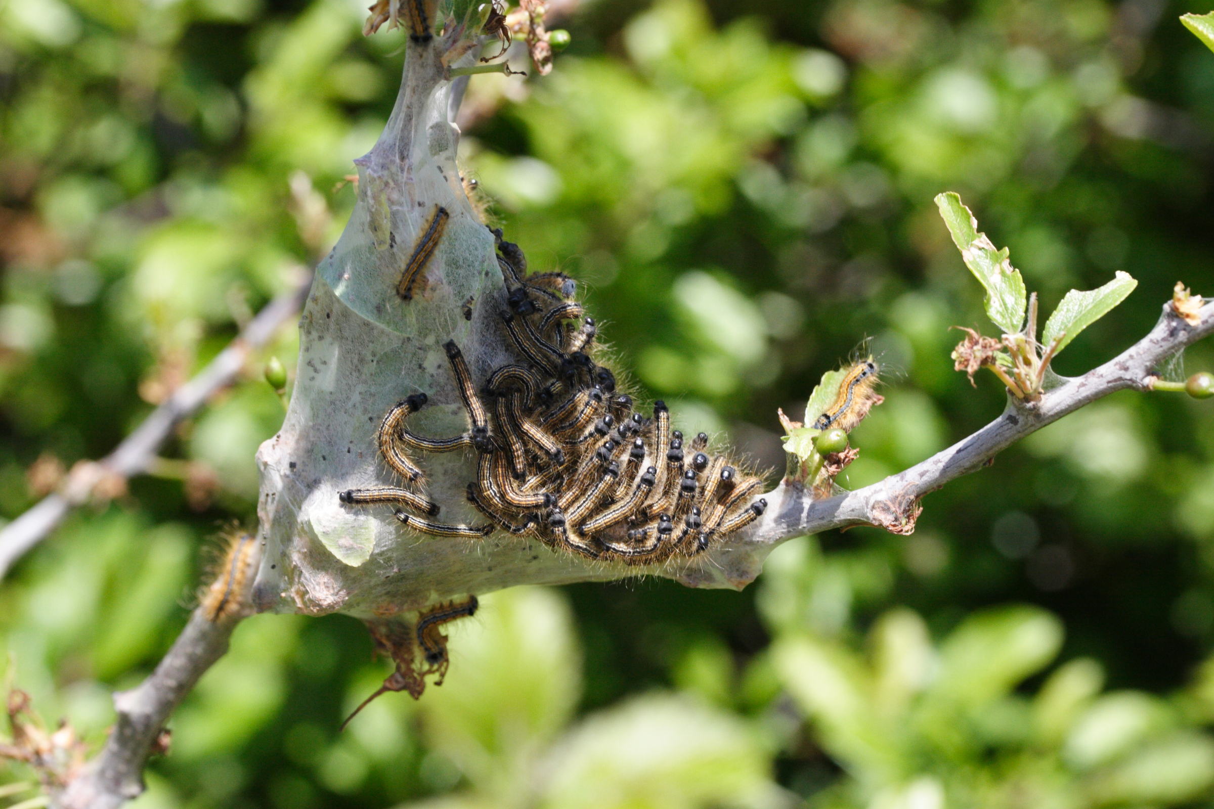 Afficher le média malacosoma_neustria_ch2md malacosoma_neustria_ch2md