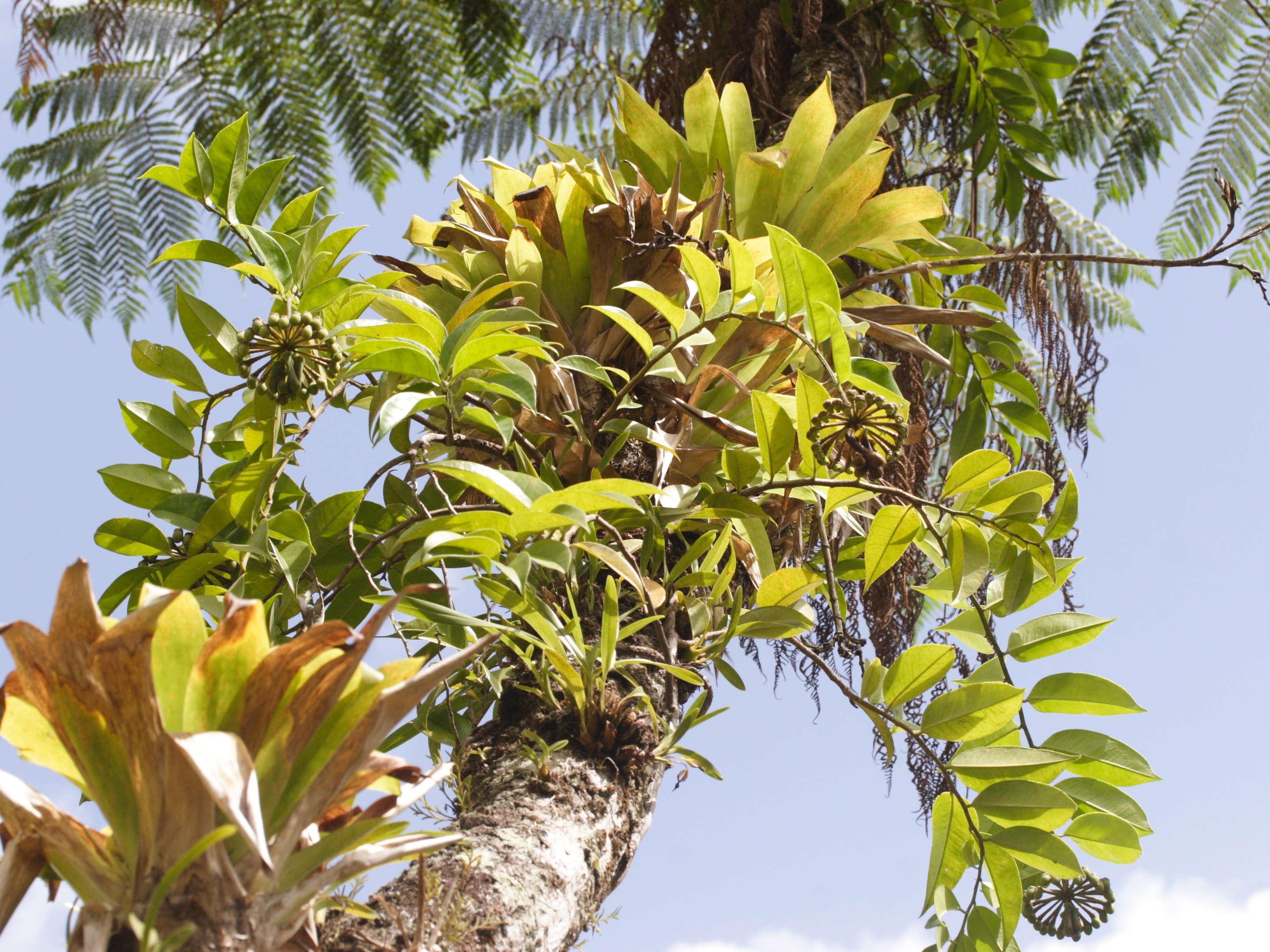 marcgravia_umbellata1md