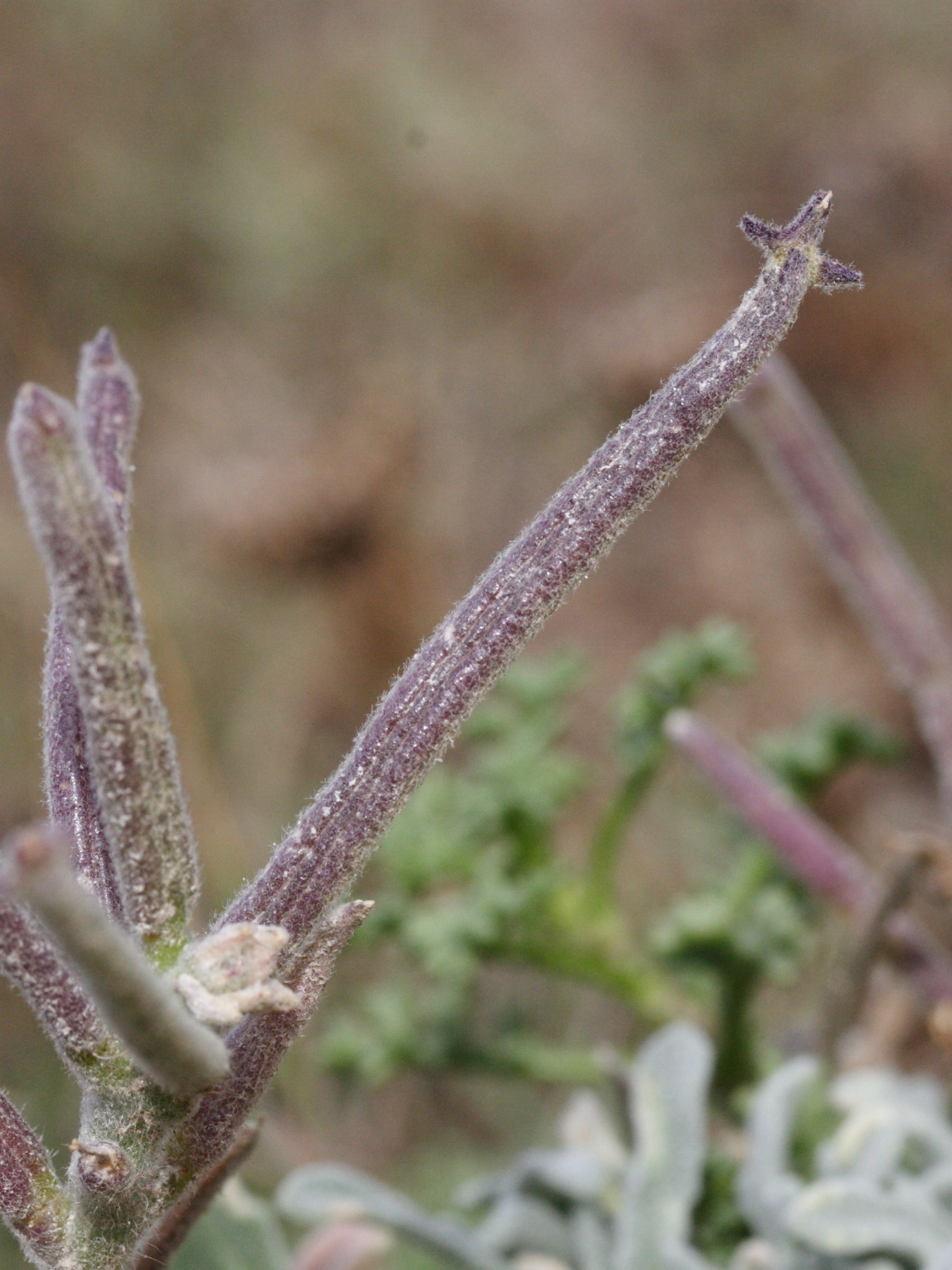 matthiola_tricuspidata3md