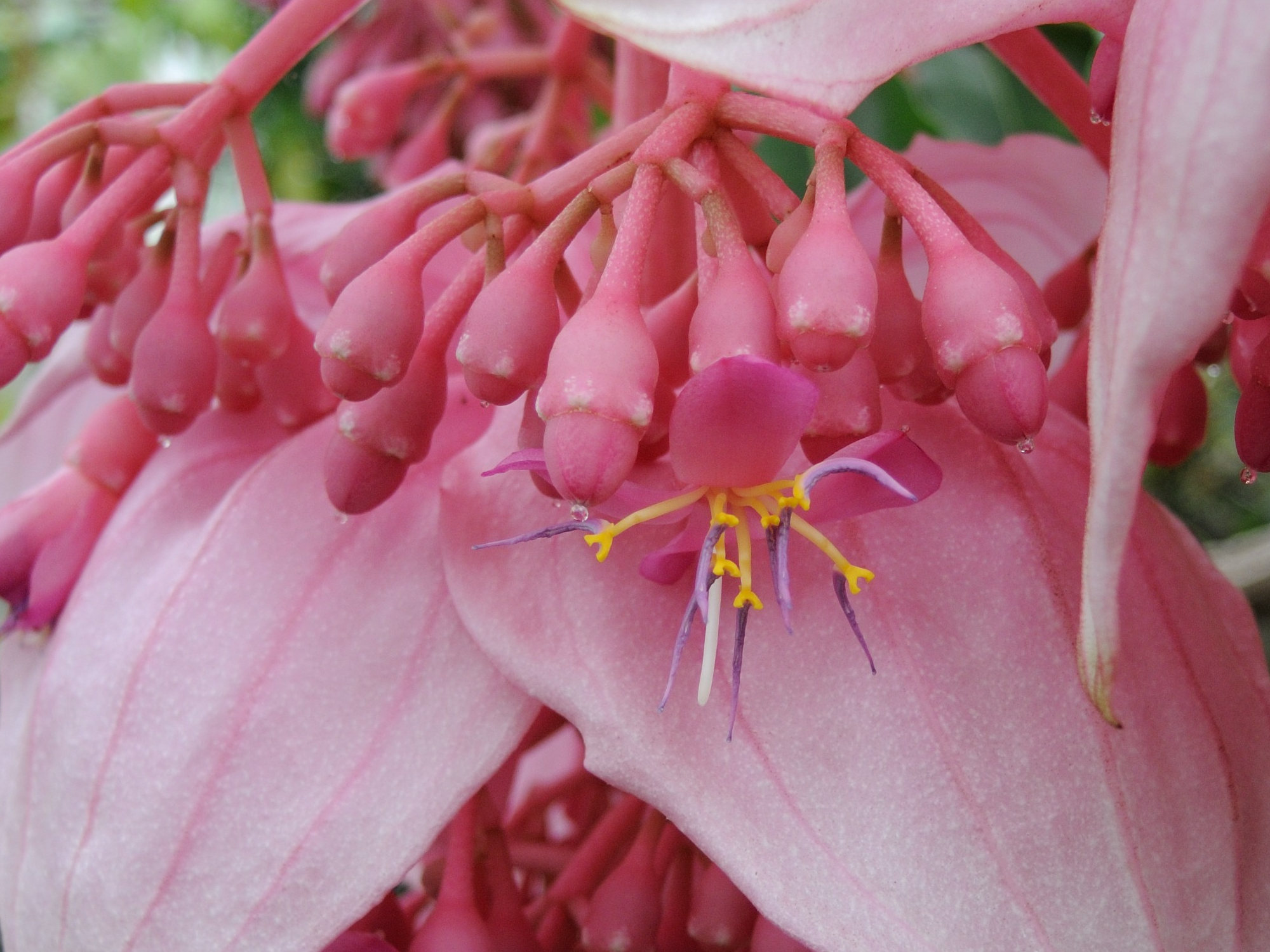 Afficher le média medinilla_magnifica2md medinilla_magnifica2md