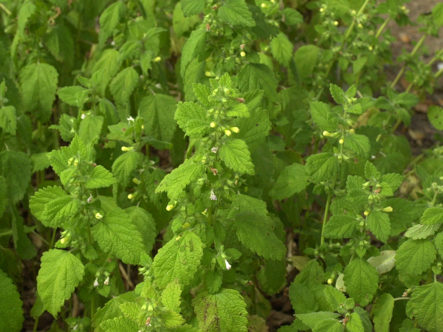 Afficher le média melissa_officinalis1md melissa_officinalis1md