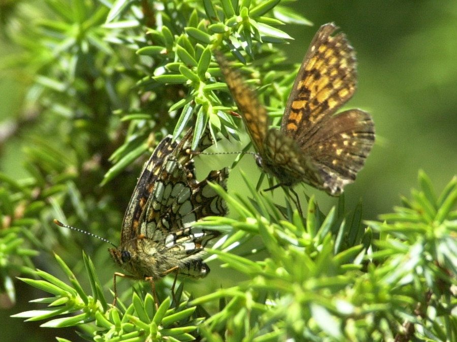 melitaea_diamina2md