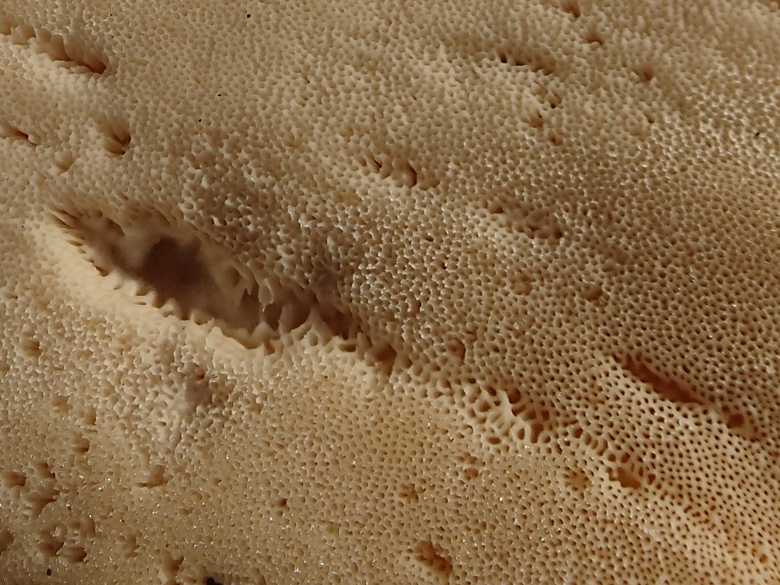 meripilus_giganteus3md