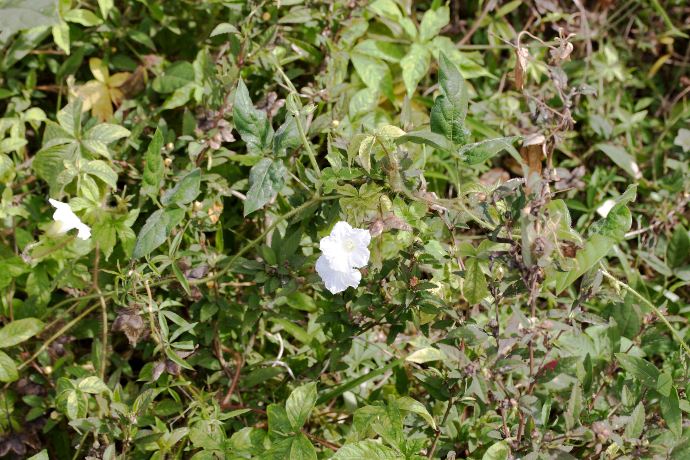 merremia_aegyptia1md