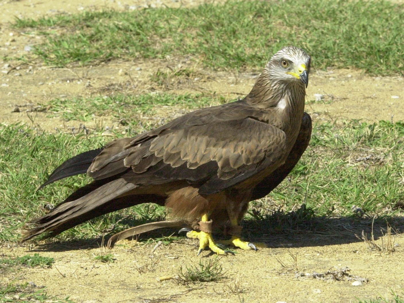 milan_noir_-_milvus_migrans3md