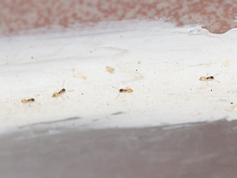 Afficher le média nylanderia_pubens nylanderia_pubens