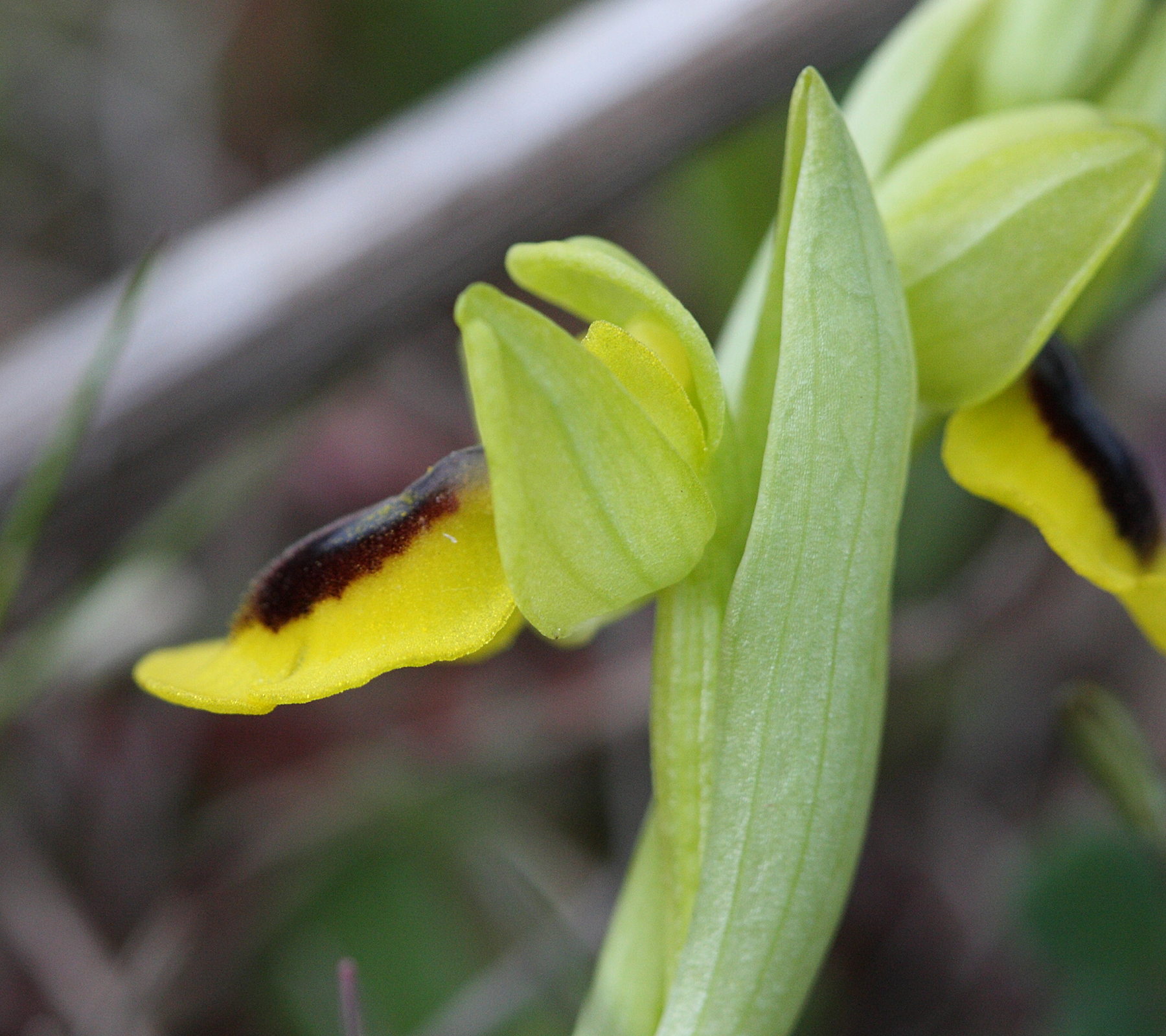 ophrys_lutea2bd
