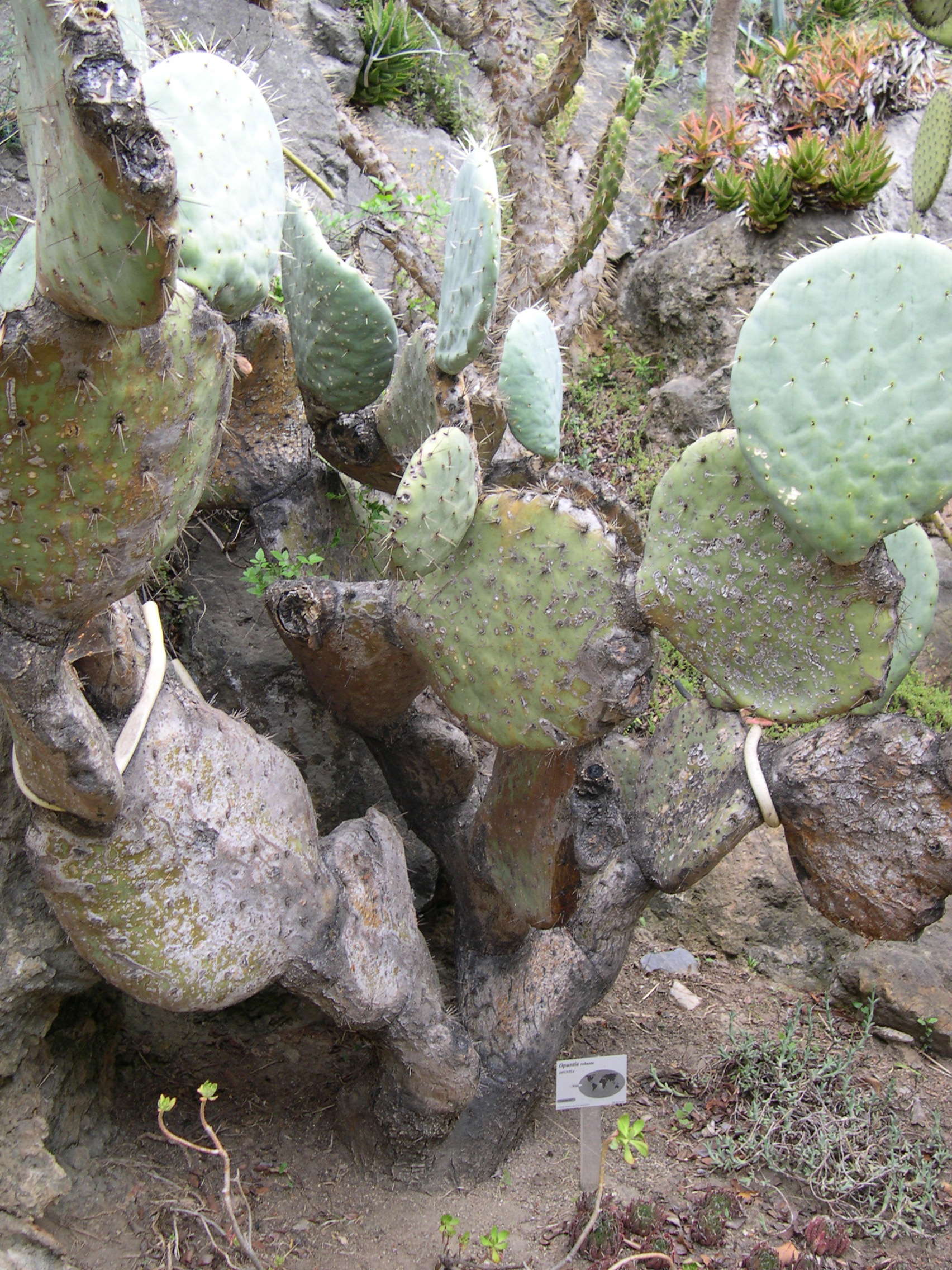opuntia_robusta1md