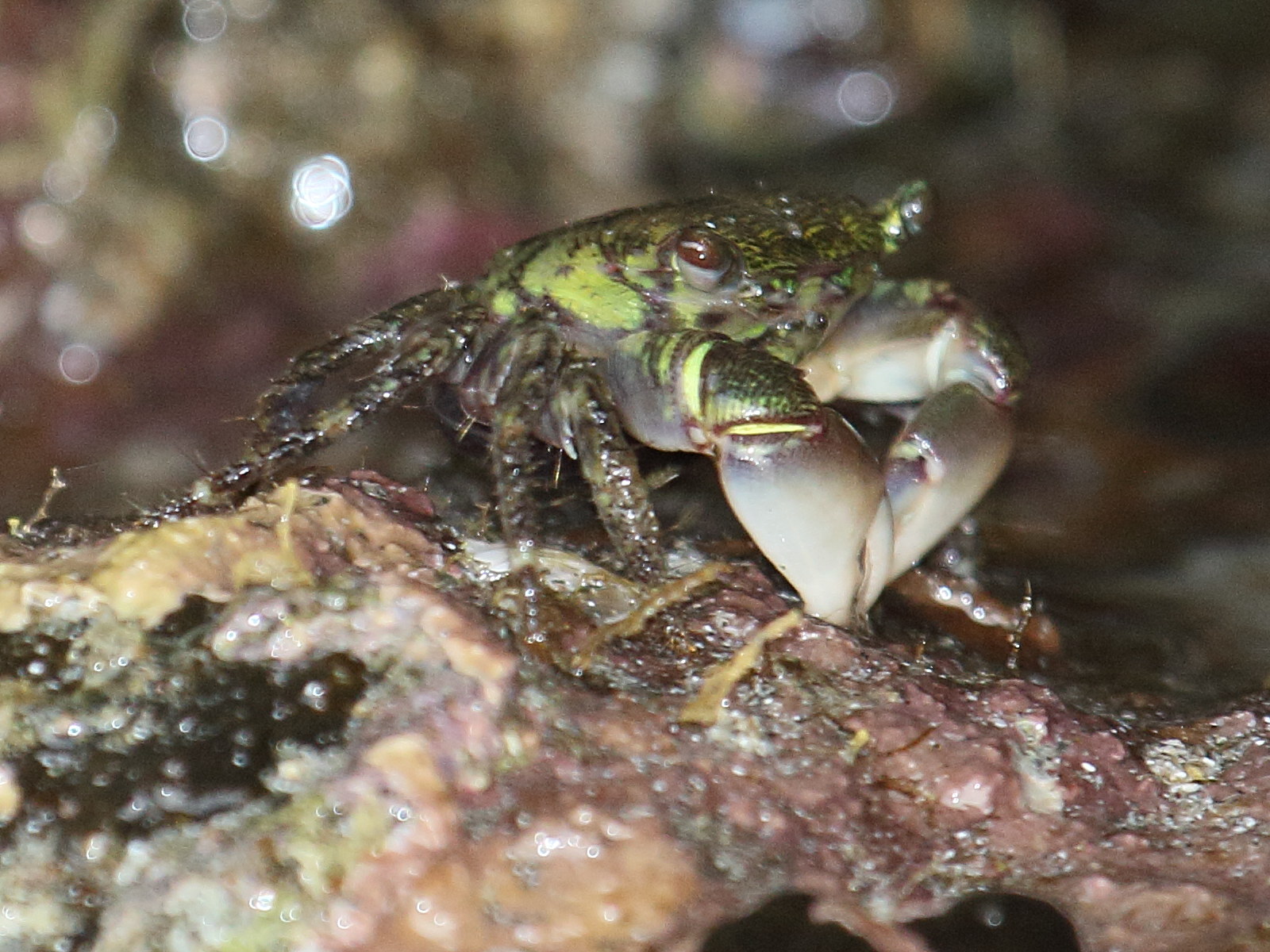 pachygrapsus_crassipes1bd