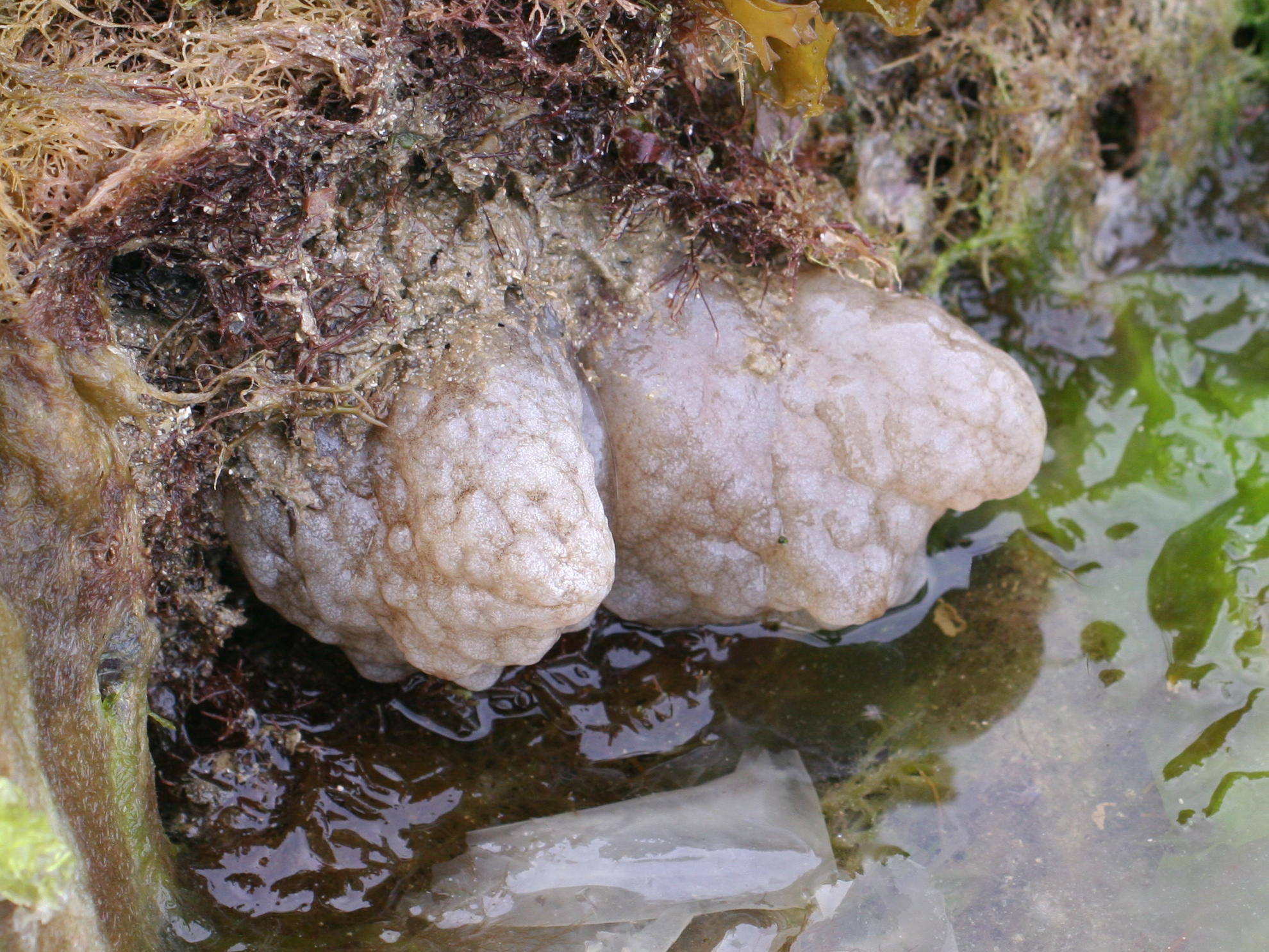 Afficher le média phallusia_mamillata1md phallusia_mamillata1md