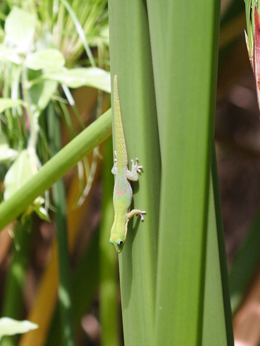 phelsuma_laticauda1bd