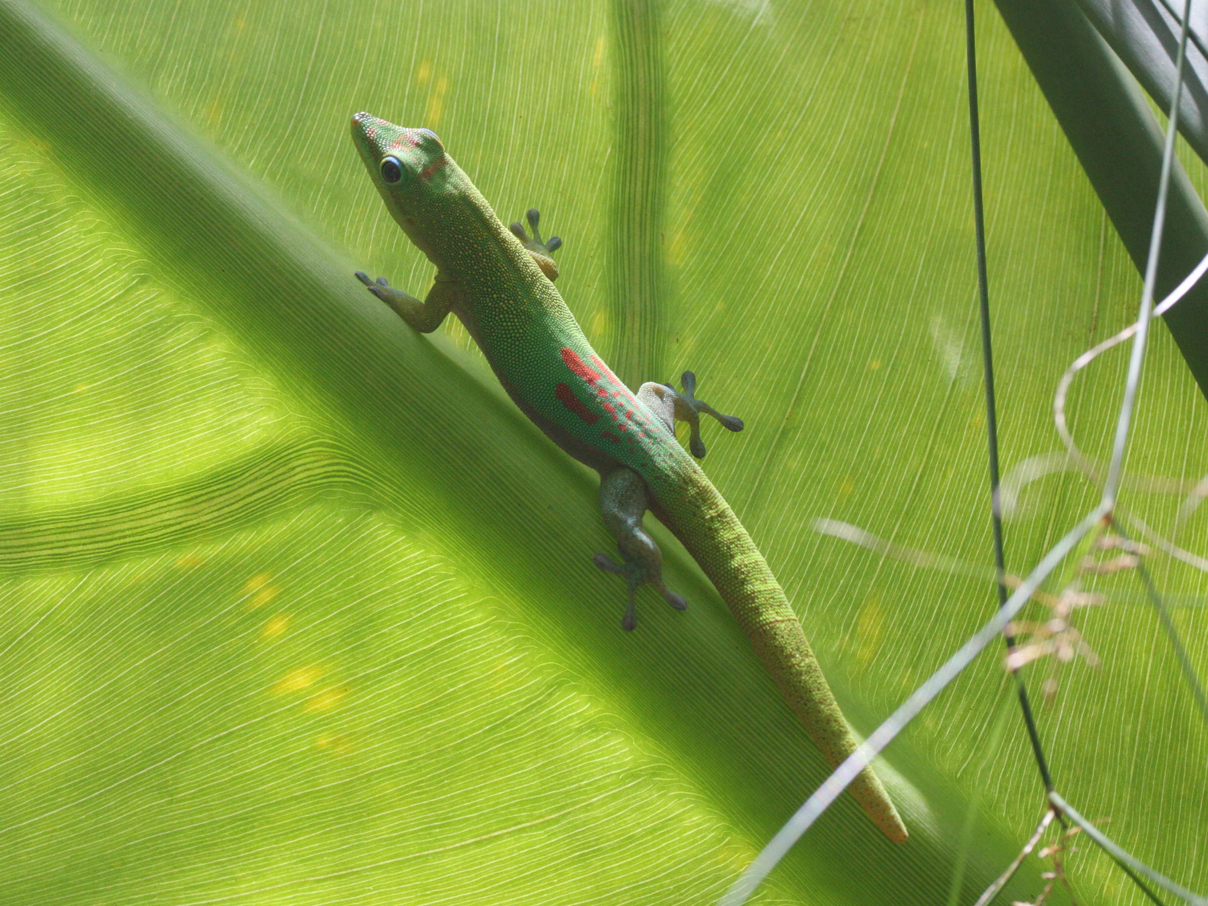 phelsuma_laticauda3md