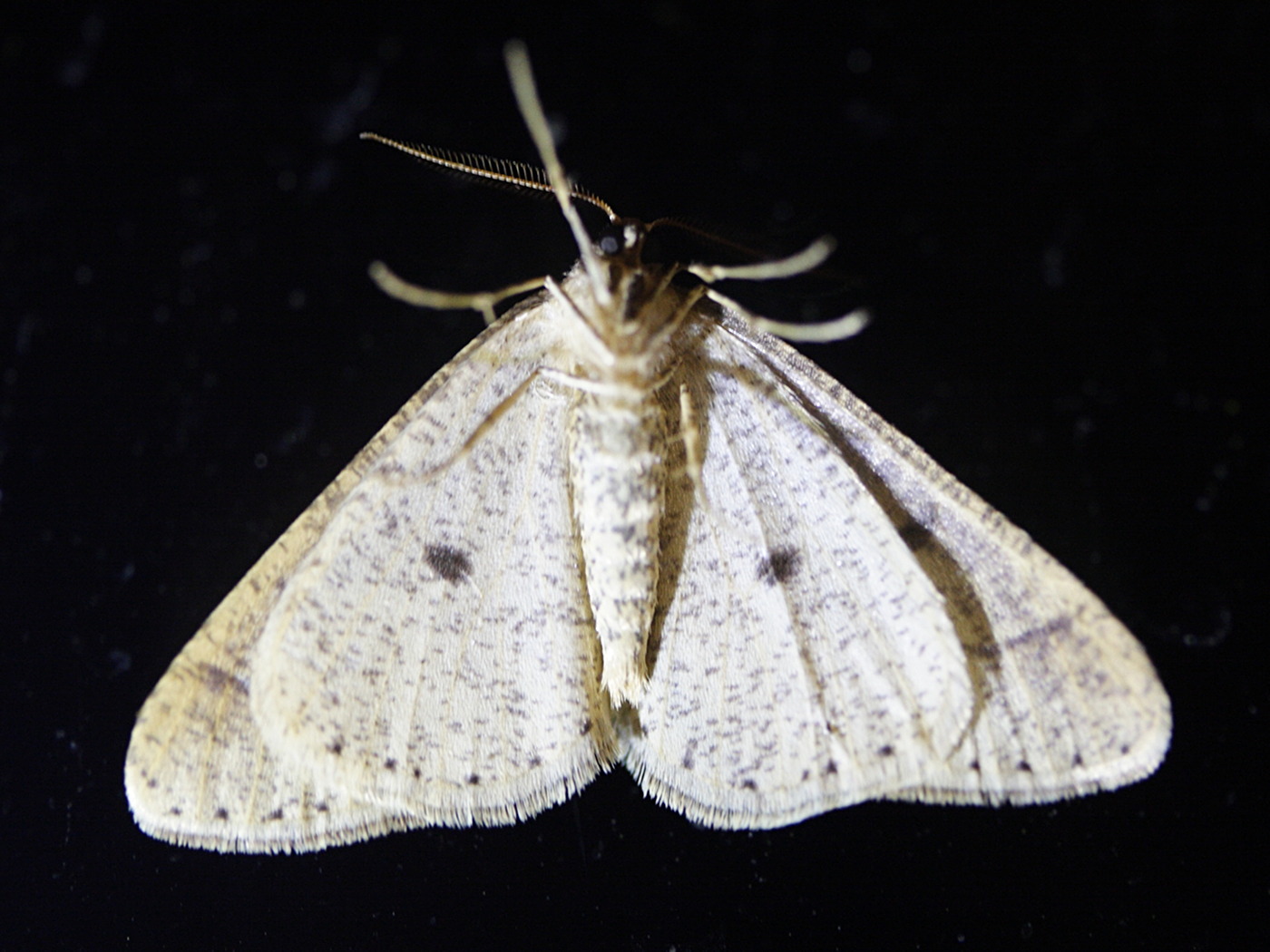 phigaliohibernia_marginaria2bd