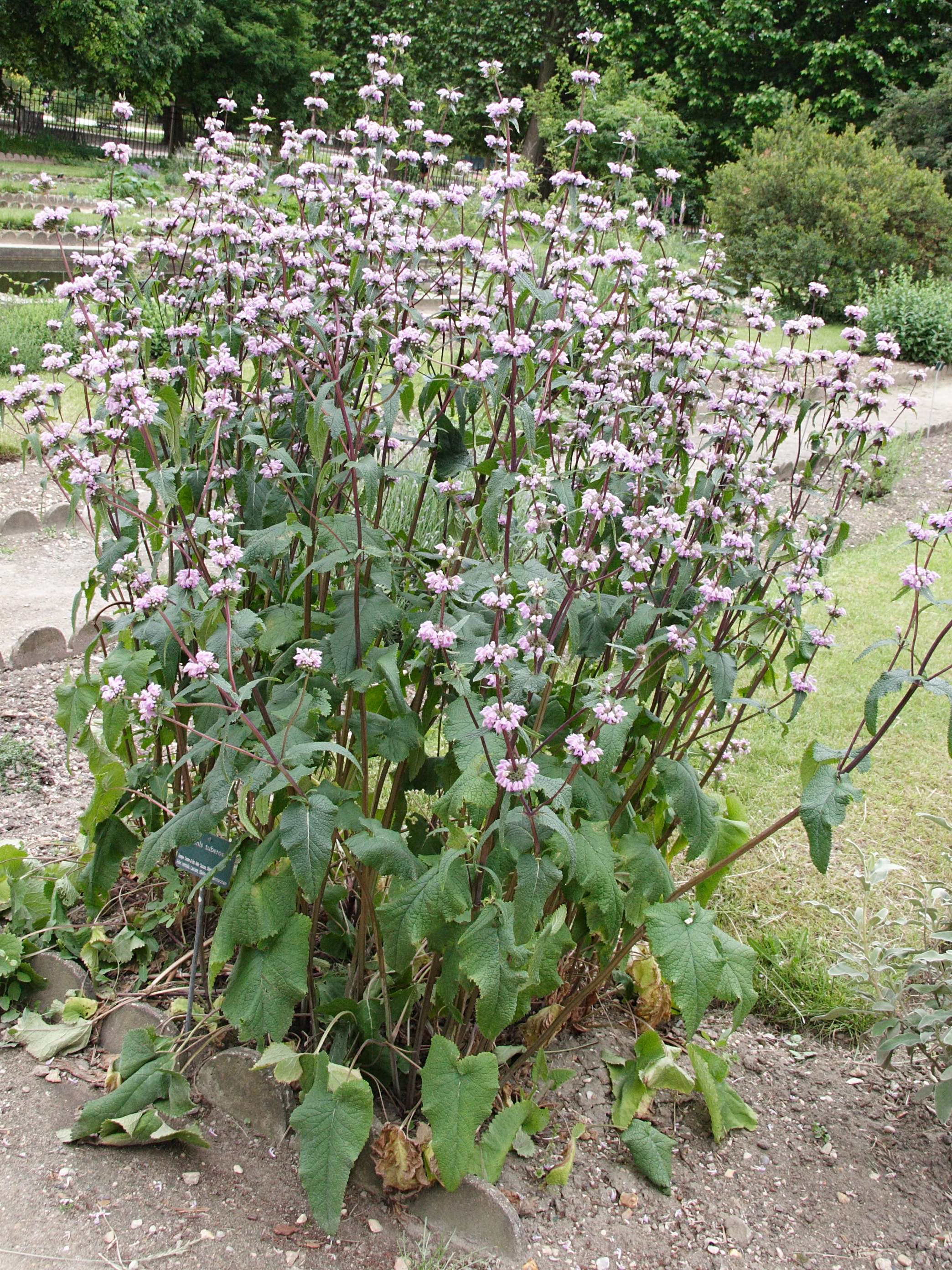 phlomis_tuberosa1md