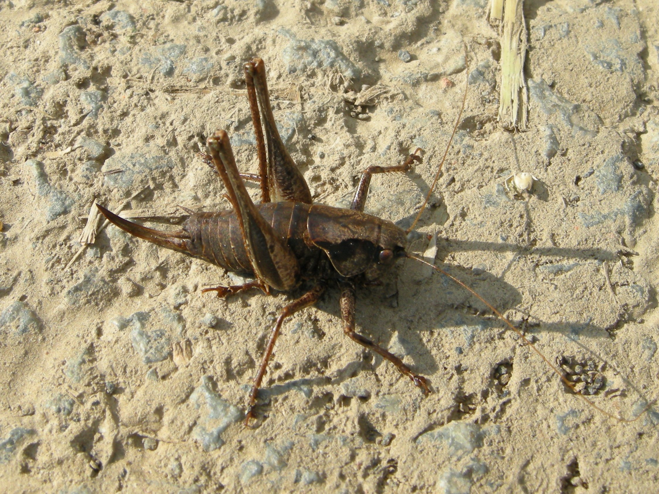 pholidoptera_griseoaptera3md