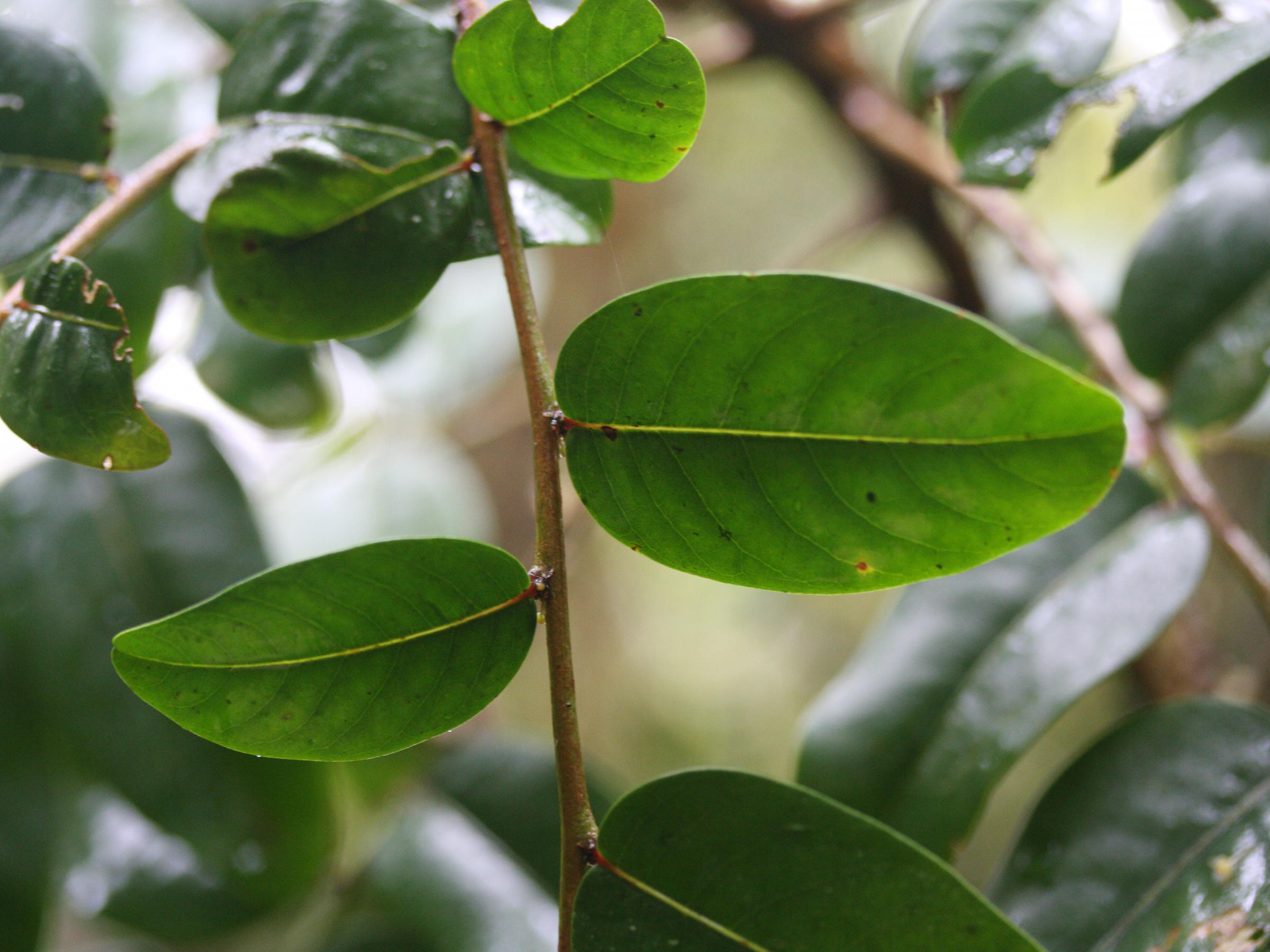 phyllanthus_phillyreifolius5md