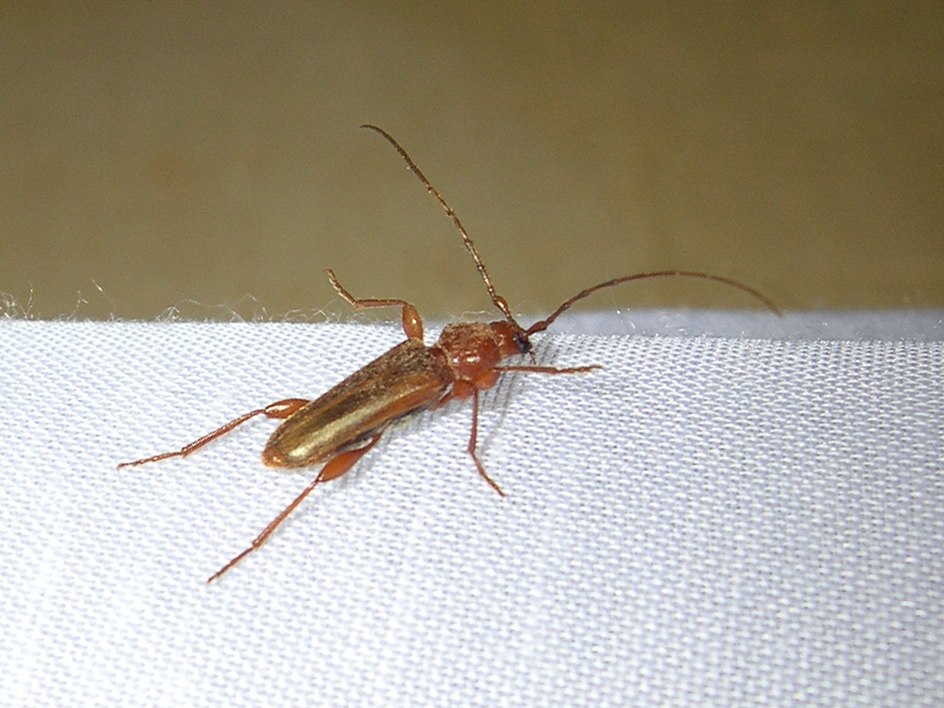 phymatodes_testaceus1md