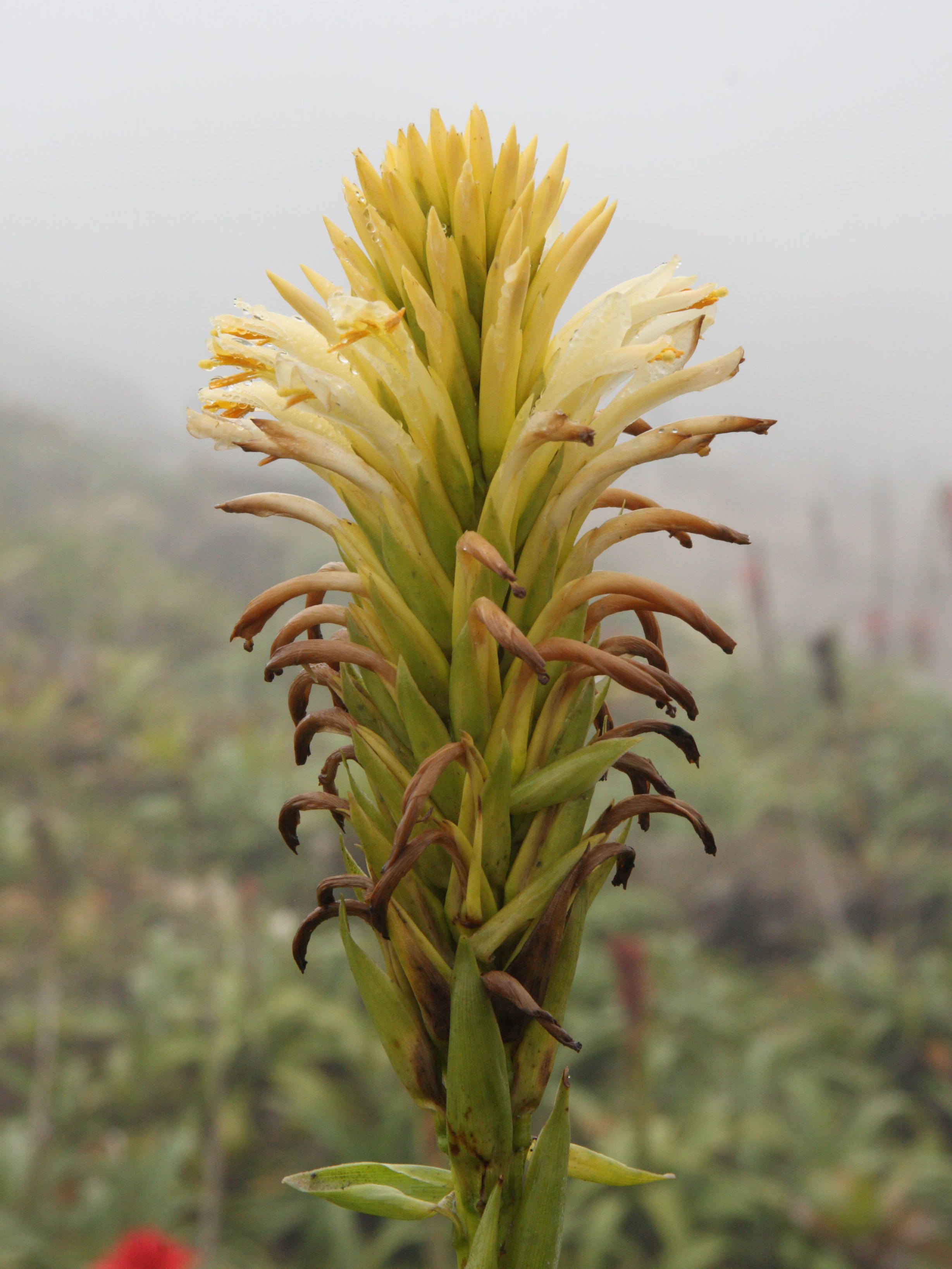 pitcairnia_bifrons6md