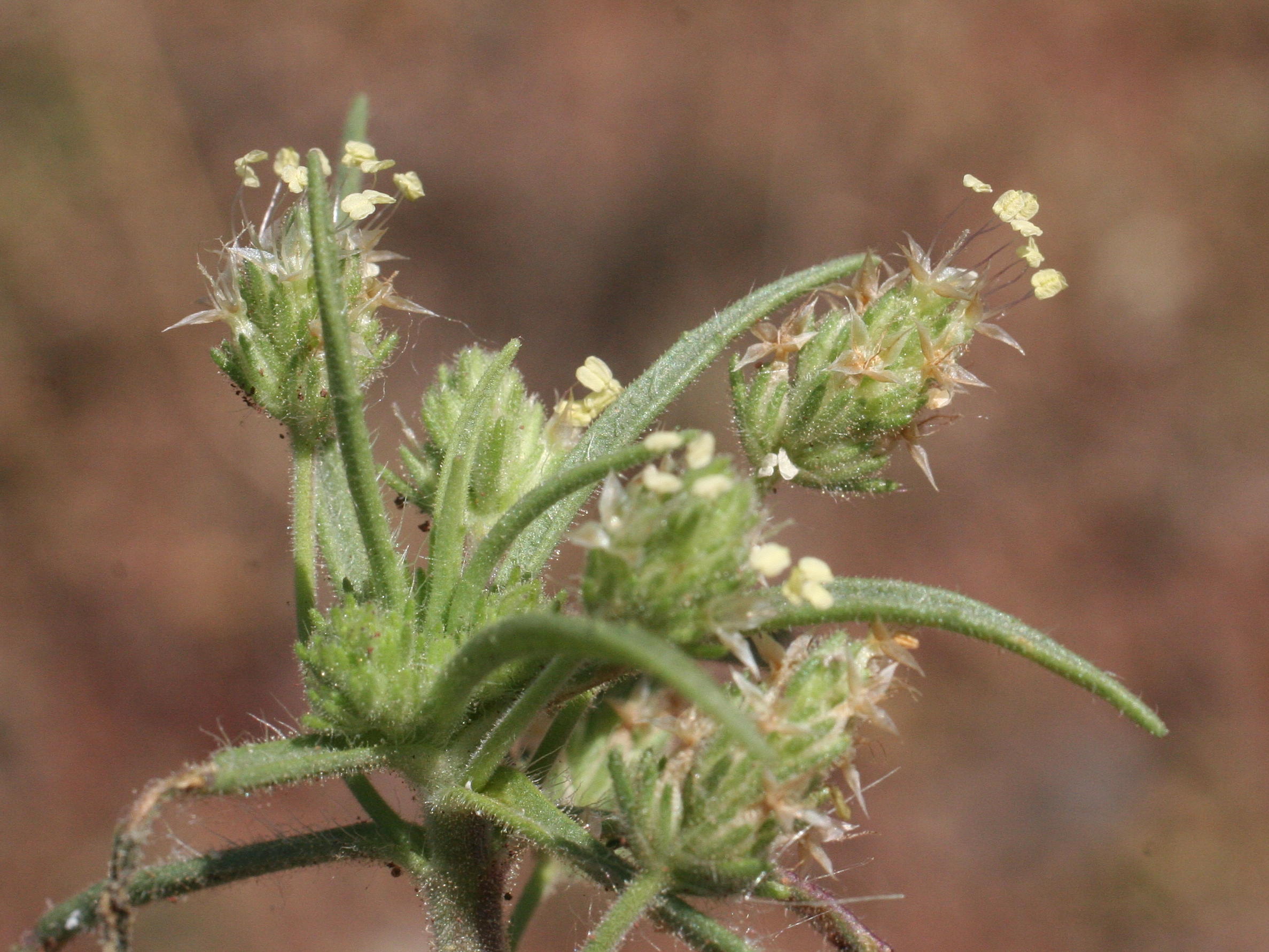 plantago_sempervirens2md