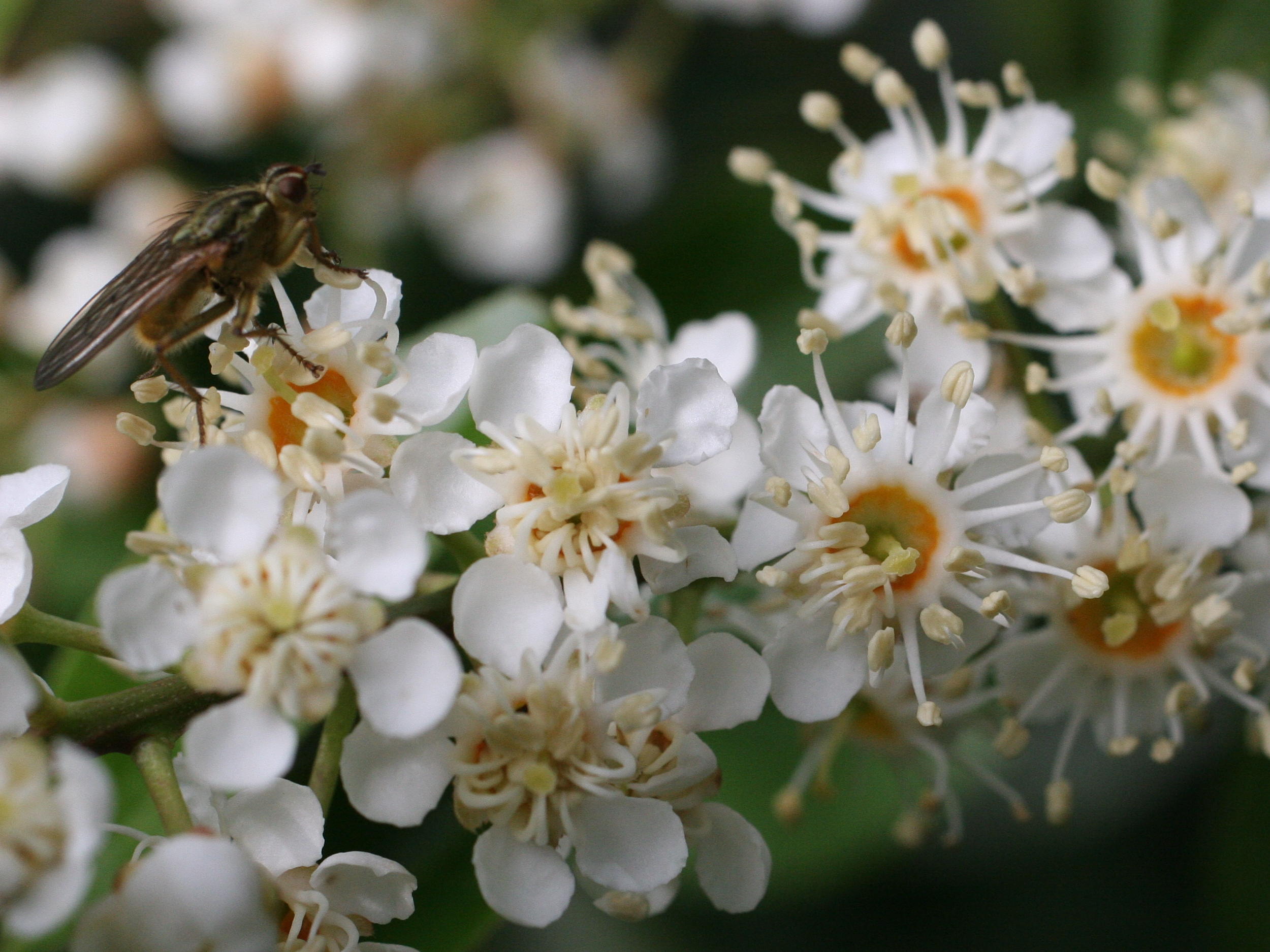 Afficher le média prunus_lusitanica3md prunus_lusitanica3md