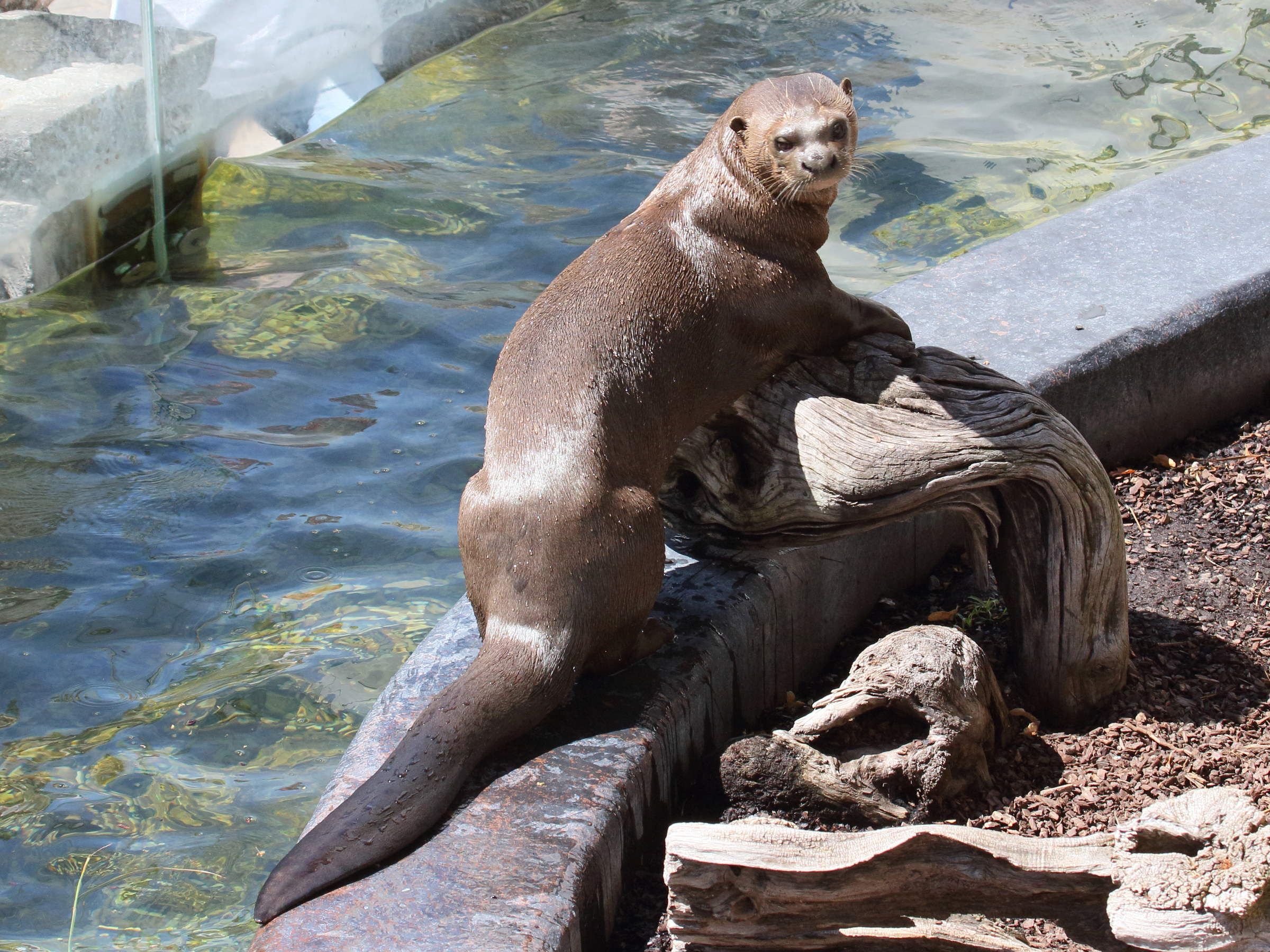 pteronura_brasiliensis1bd