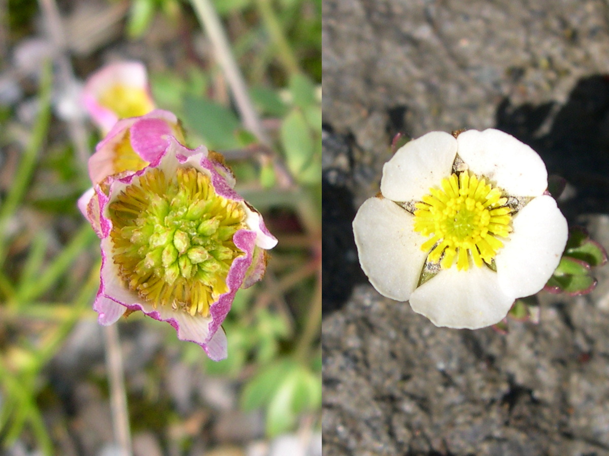 ranunculus_glacialis2md