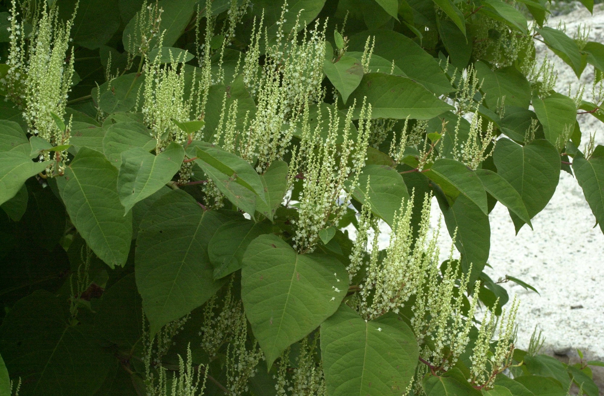 Afficher le média reynoutria_japonica2md reynoutria_japonica2md