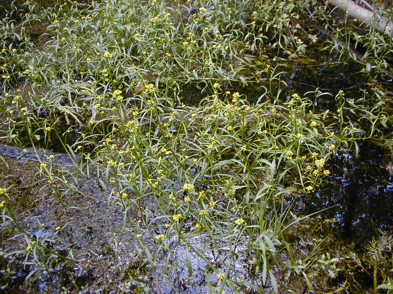 Afficher le média rorippa_amphibia1amd rorippa_amphibia1amd