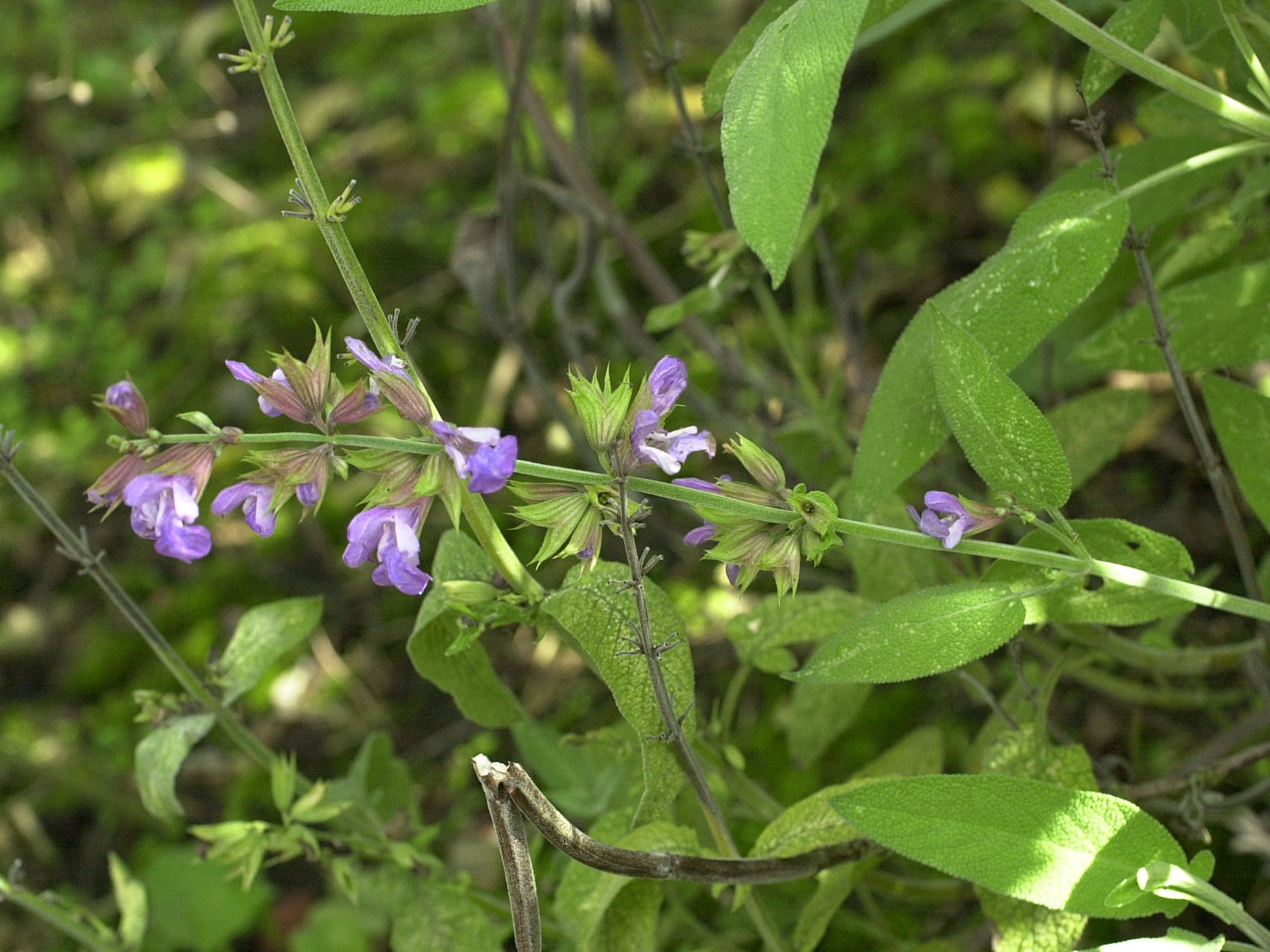 salvia_officinalis2amd