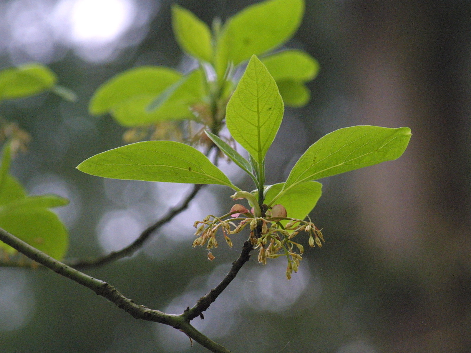 sassafras_albidum1md