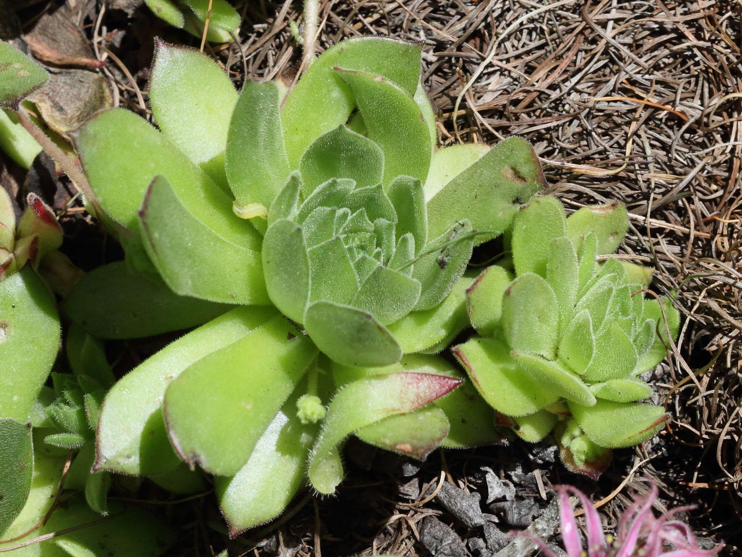 sempervivum_montanum3bd