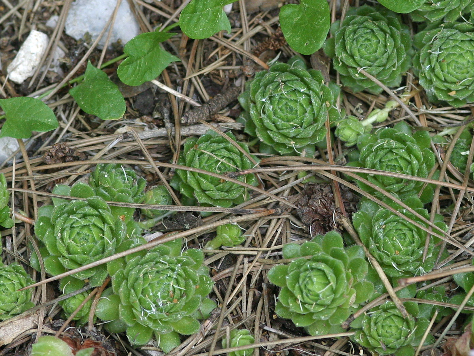 Sempervivum_x guiseppii