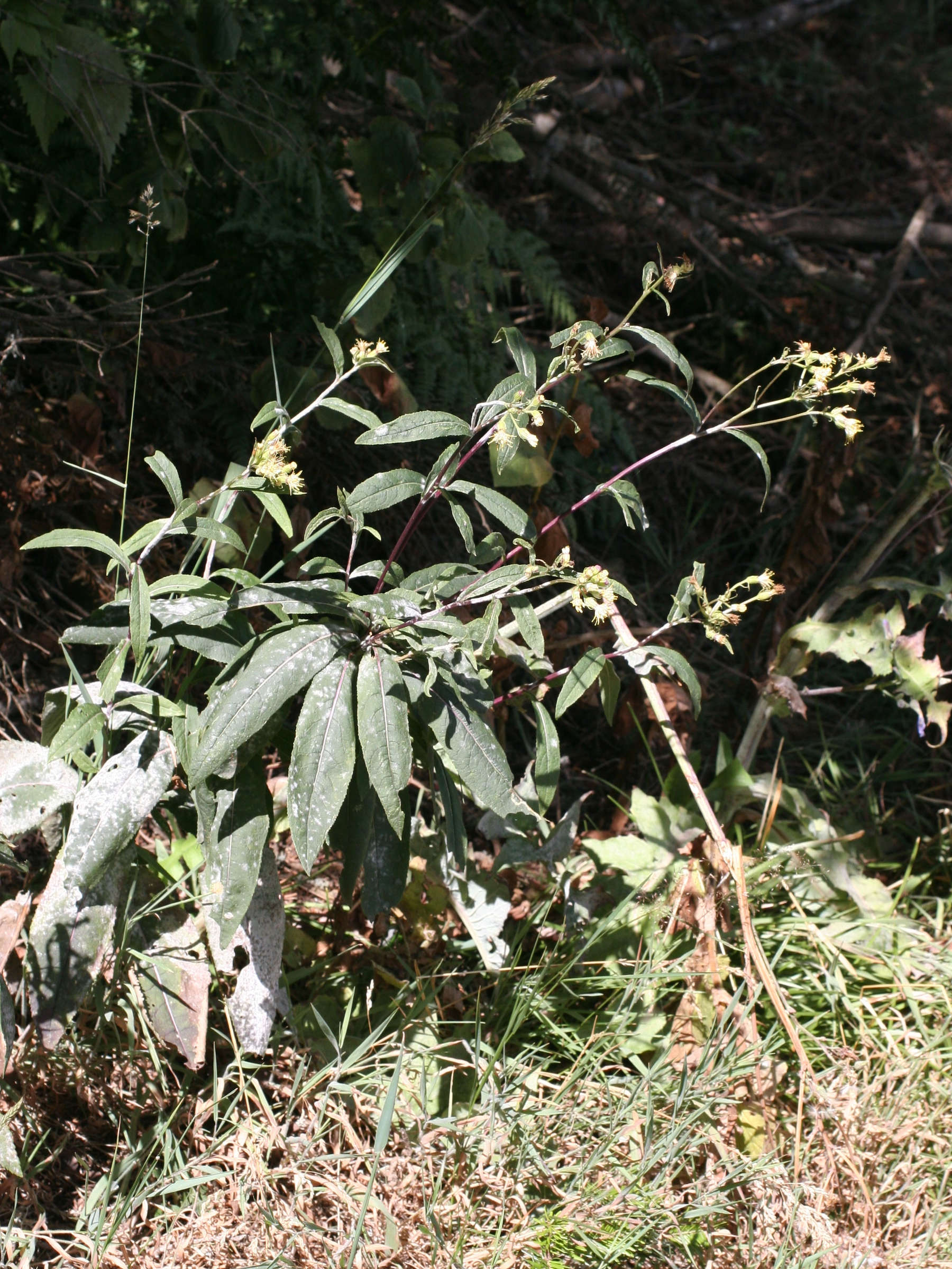 senecio_cacaliaster1md