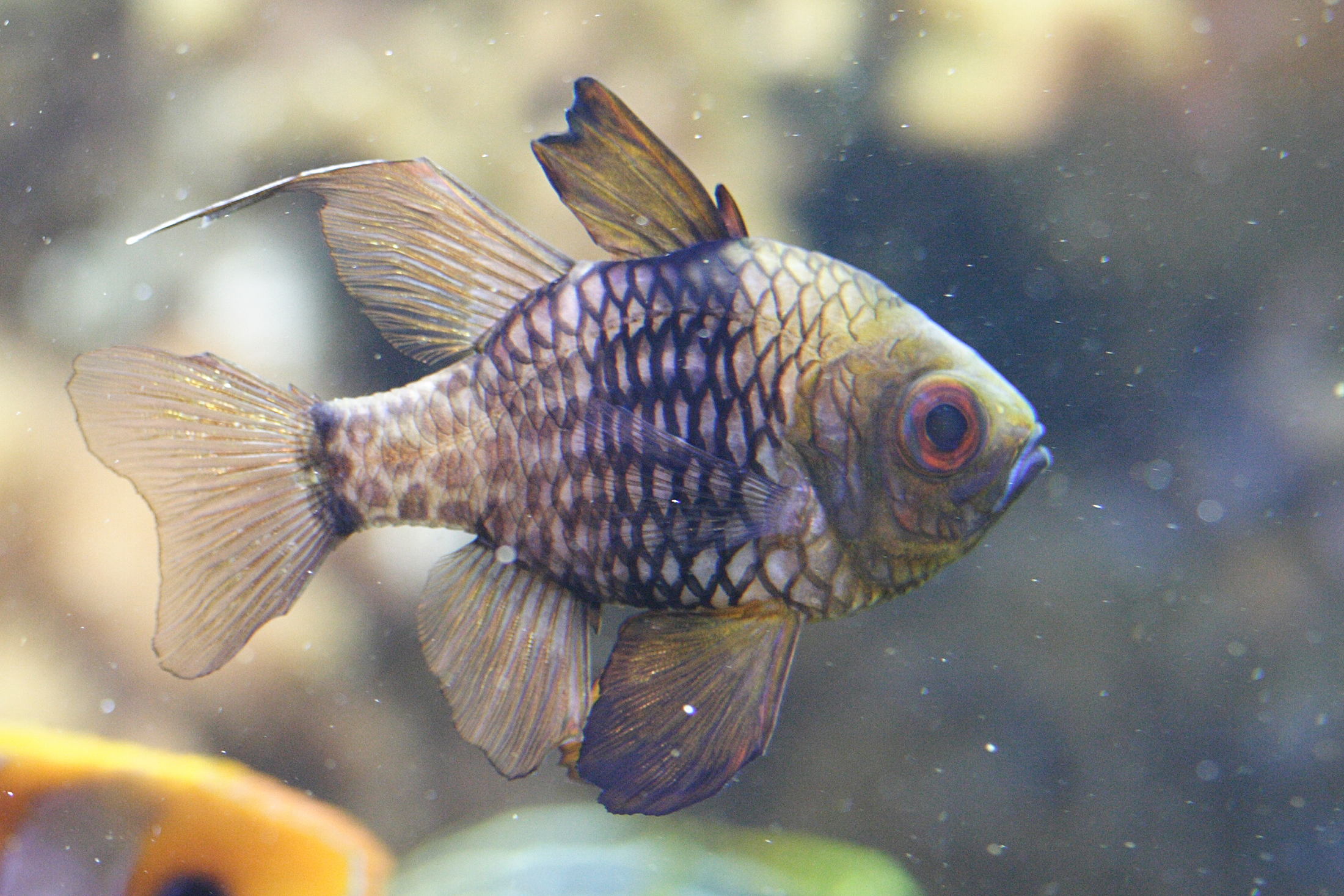 Sphaeramia_nematoptera