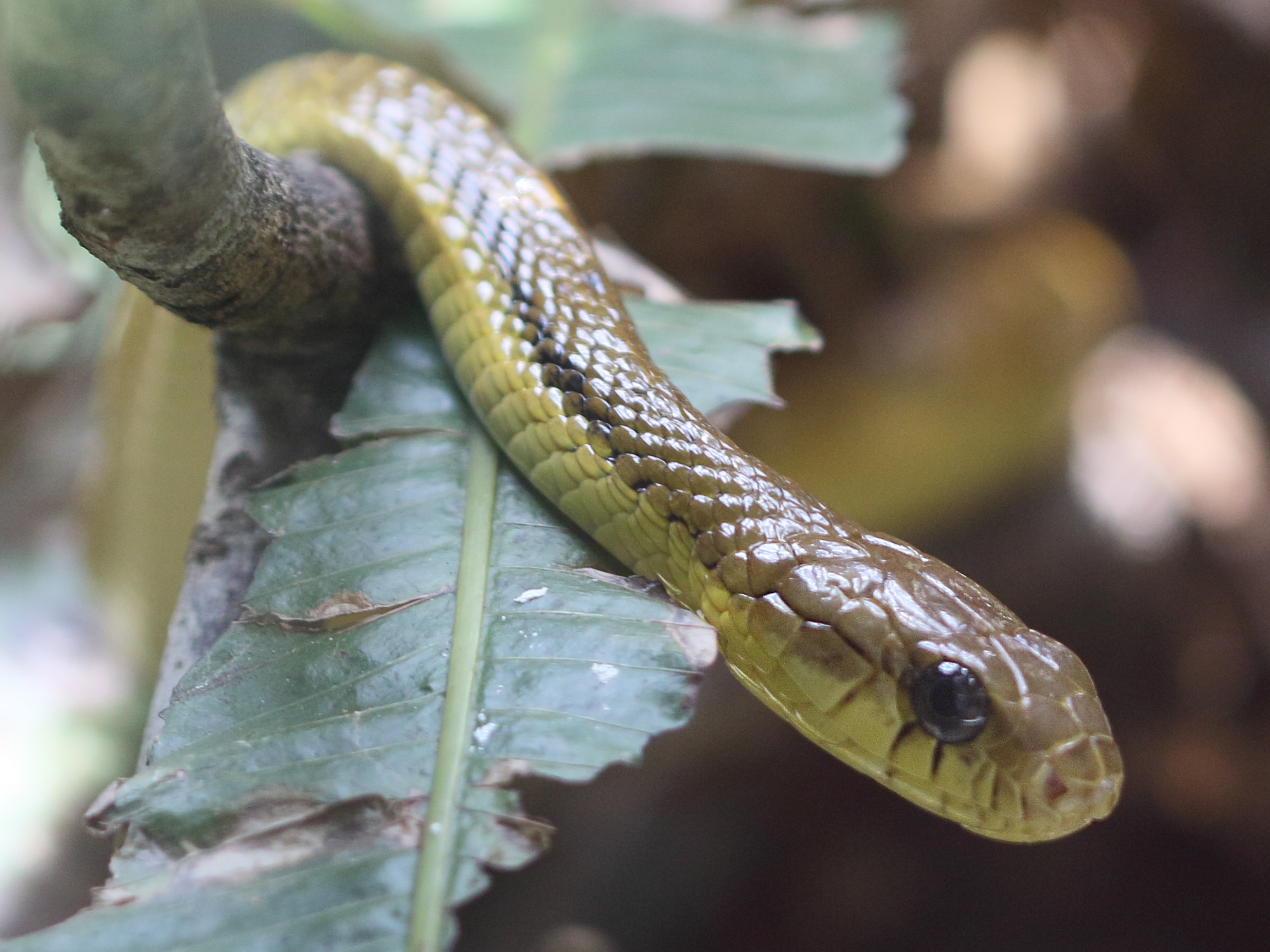 spilotes_sulphureus1bd