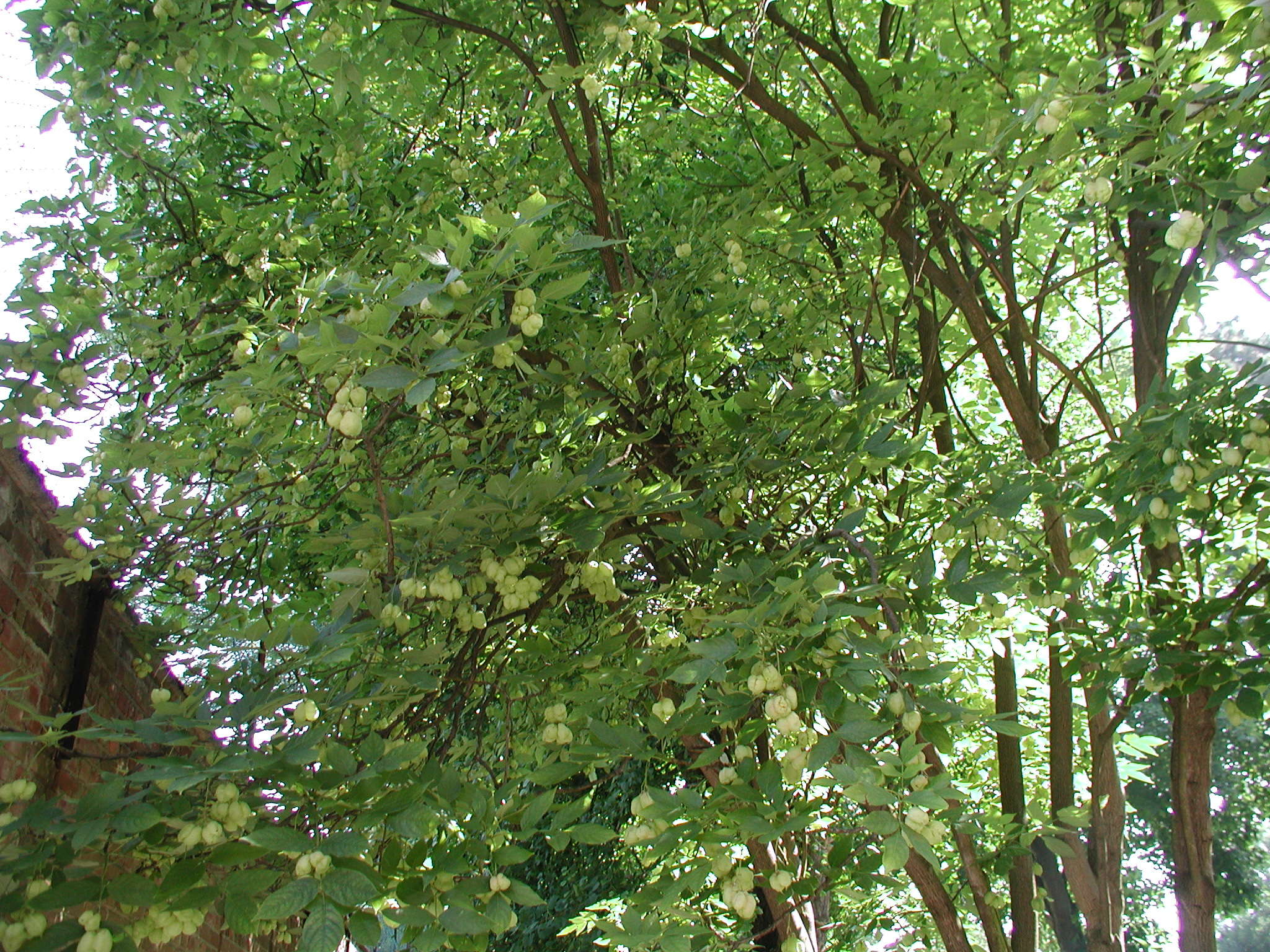 staphylea_pinnata5md