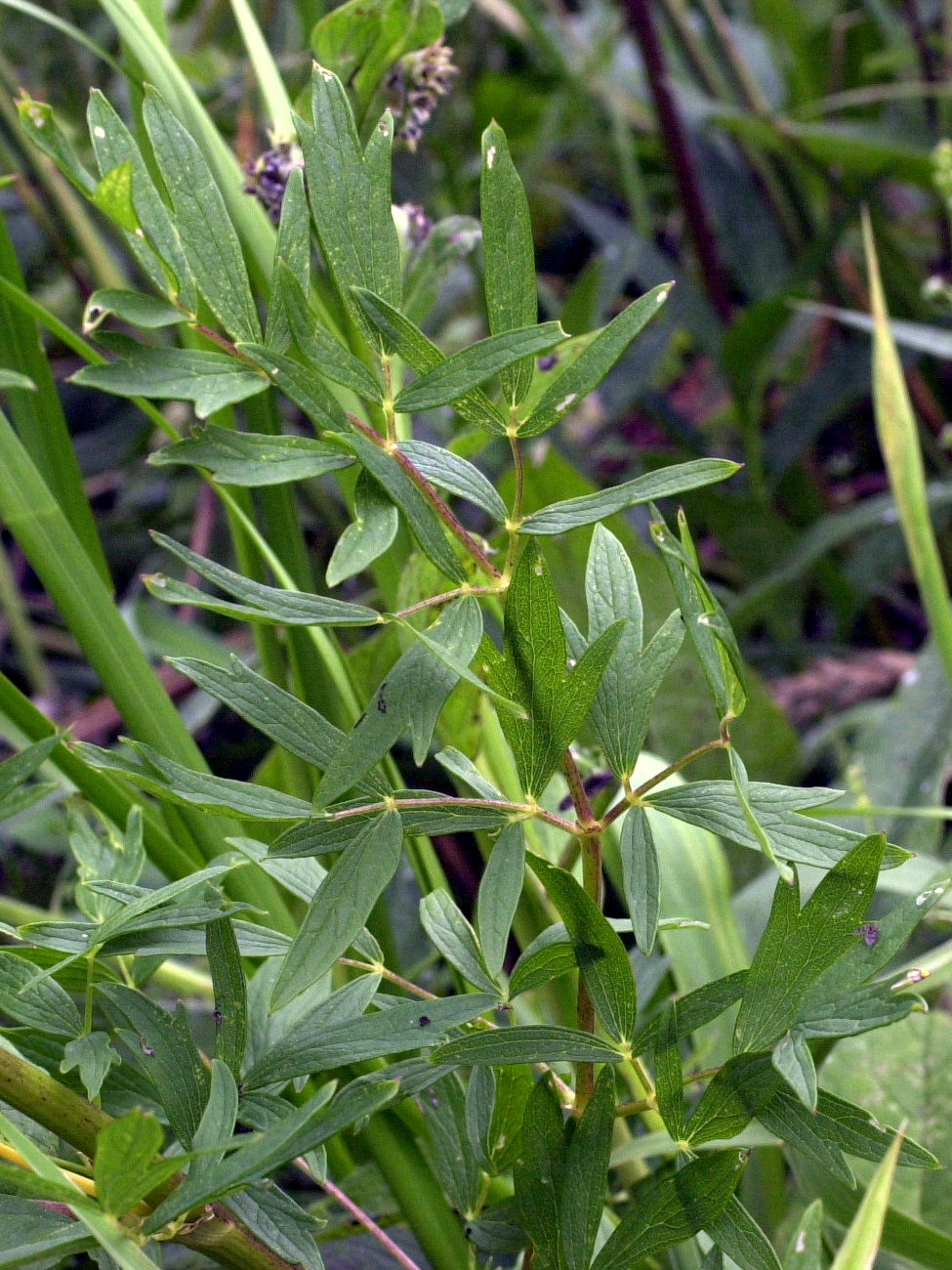 Afficher le média Thalictrum_flavum Thalictrum_flavum