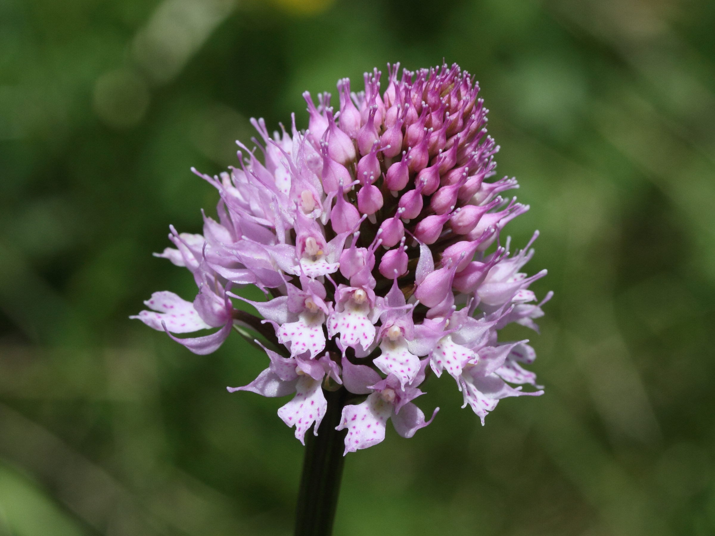 Afficher le média traunsteinera_globosa2md traunsteinera_globosa2md