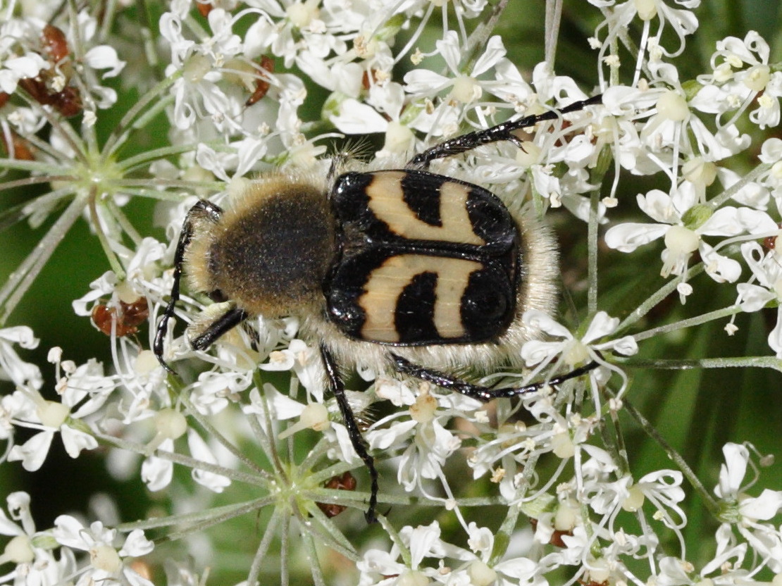 trichius_fasciatus4md
