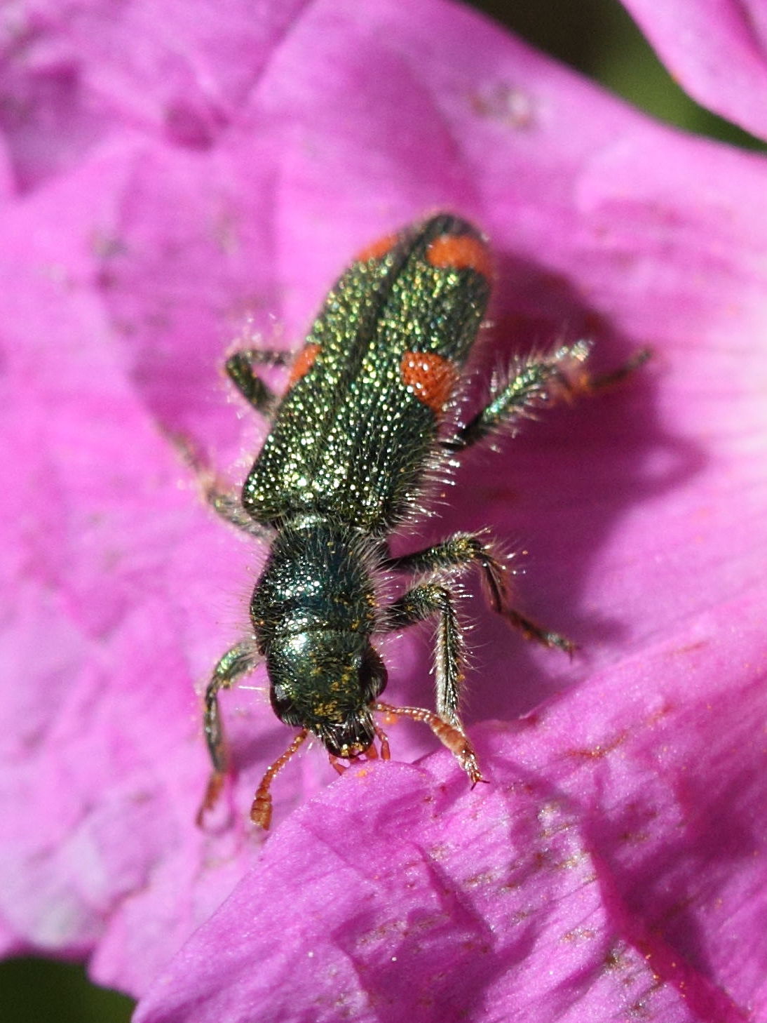 trichodes_sipylus1bd