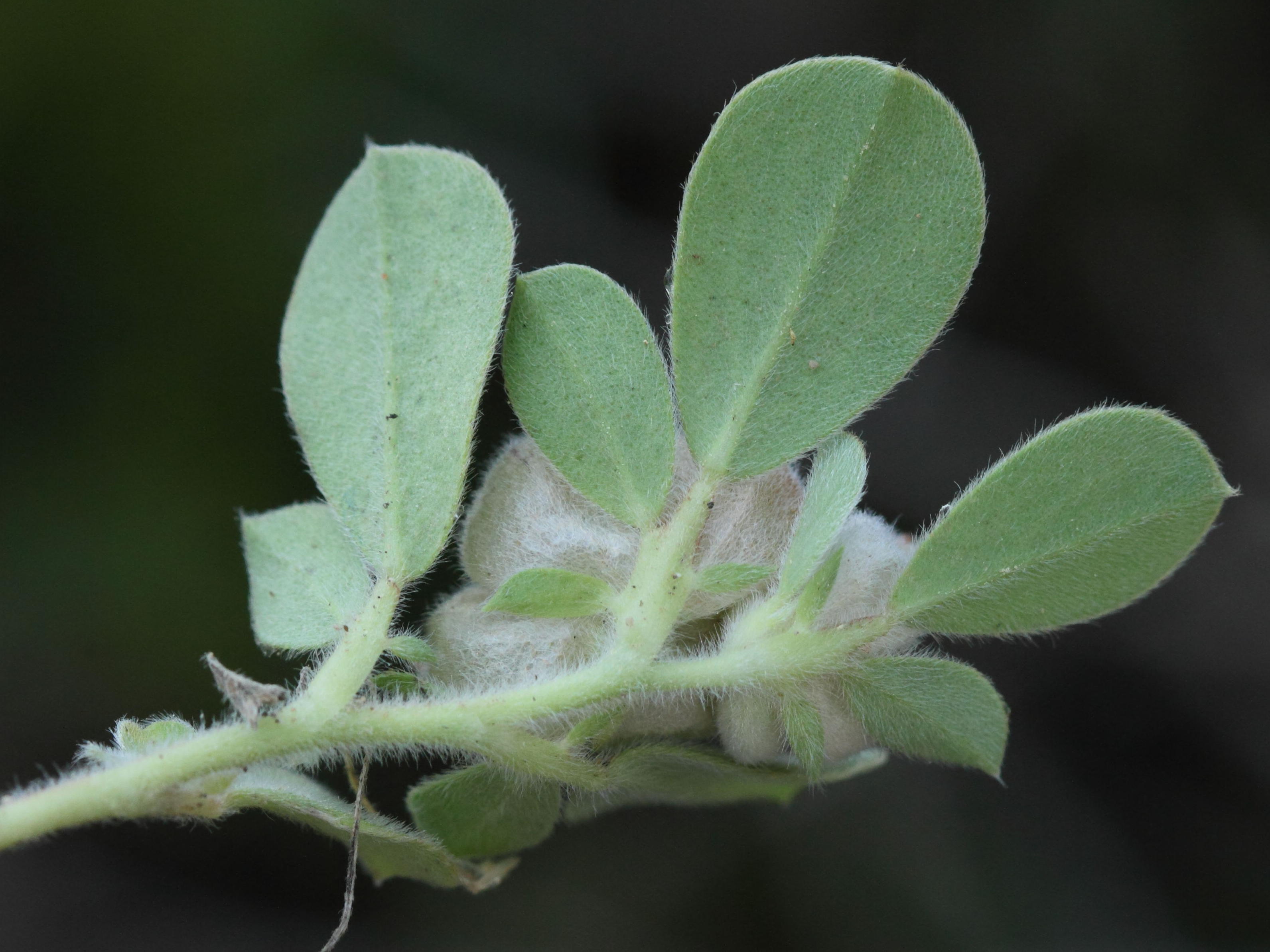 tripodion_tetraphyllum4bd