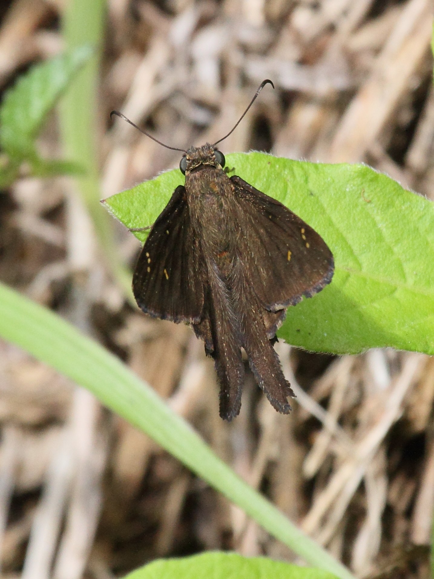 urbanus_dorantes_obscurus4bd