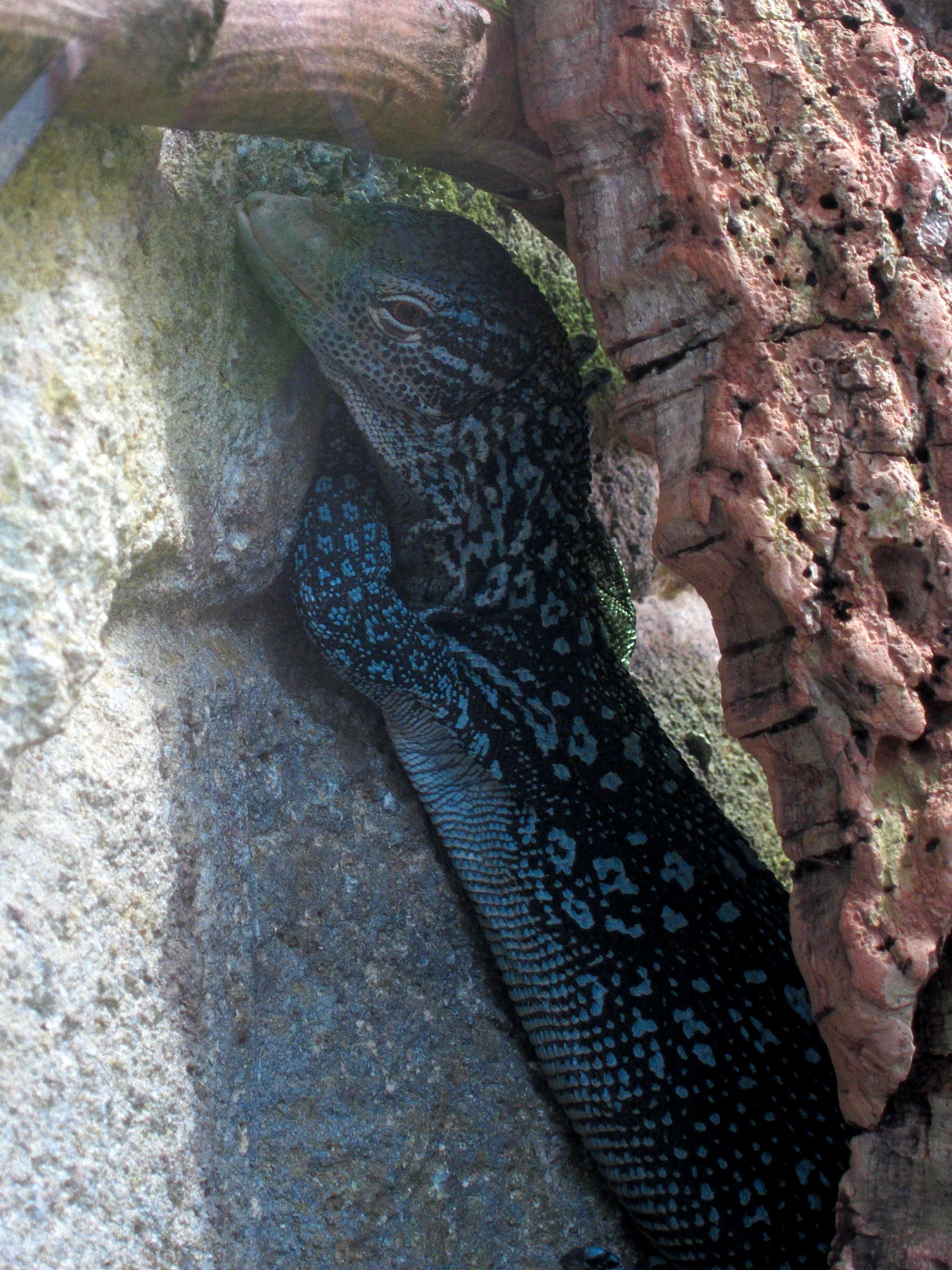 varanus_macraei2bd