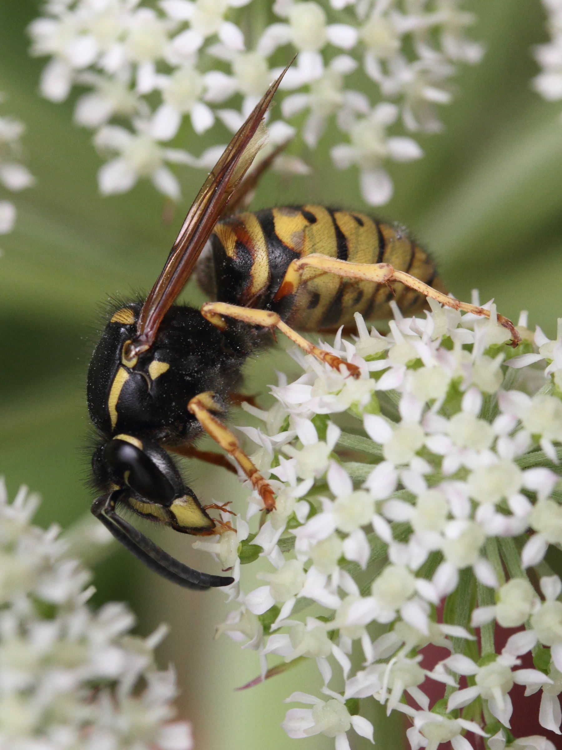 vespula_rufa2md