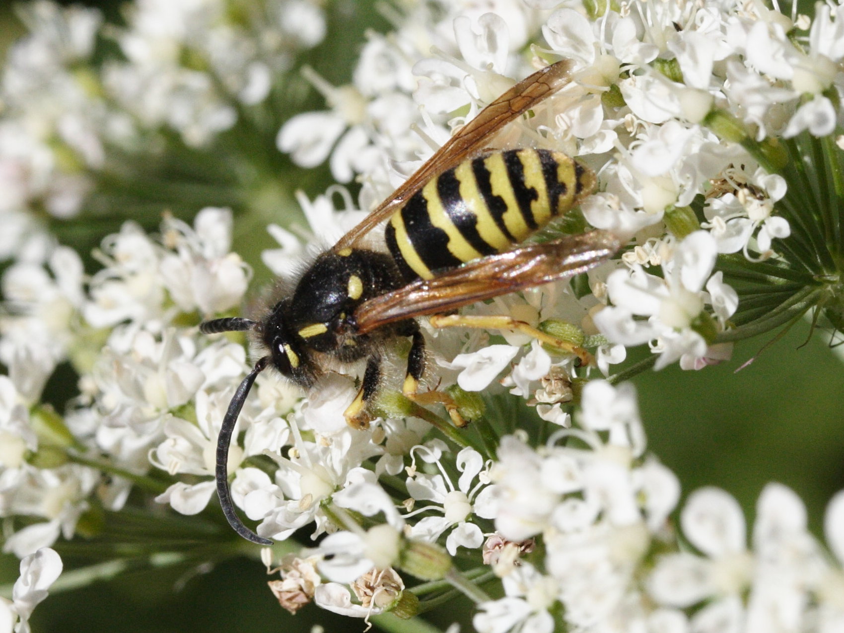vespula_vulgaris2md