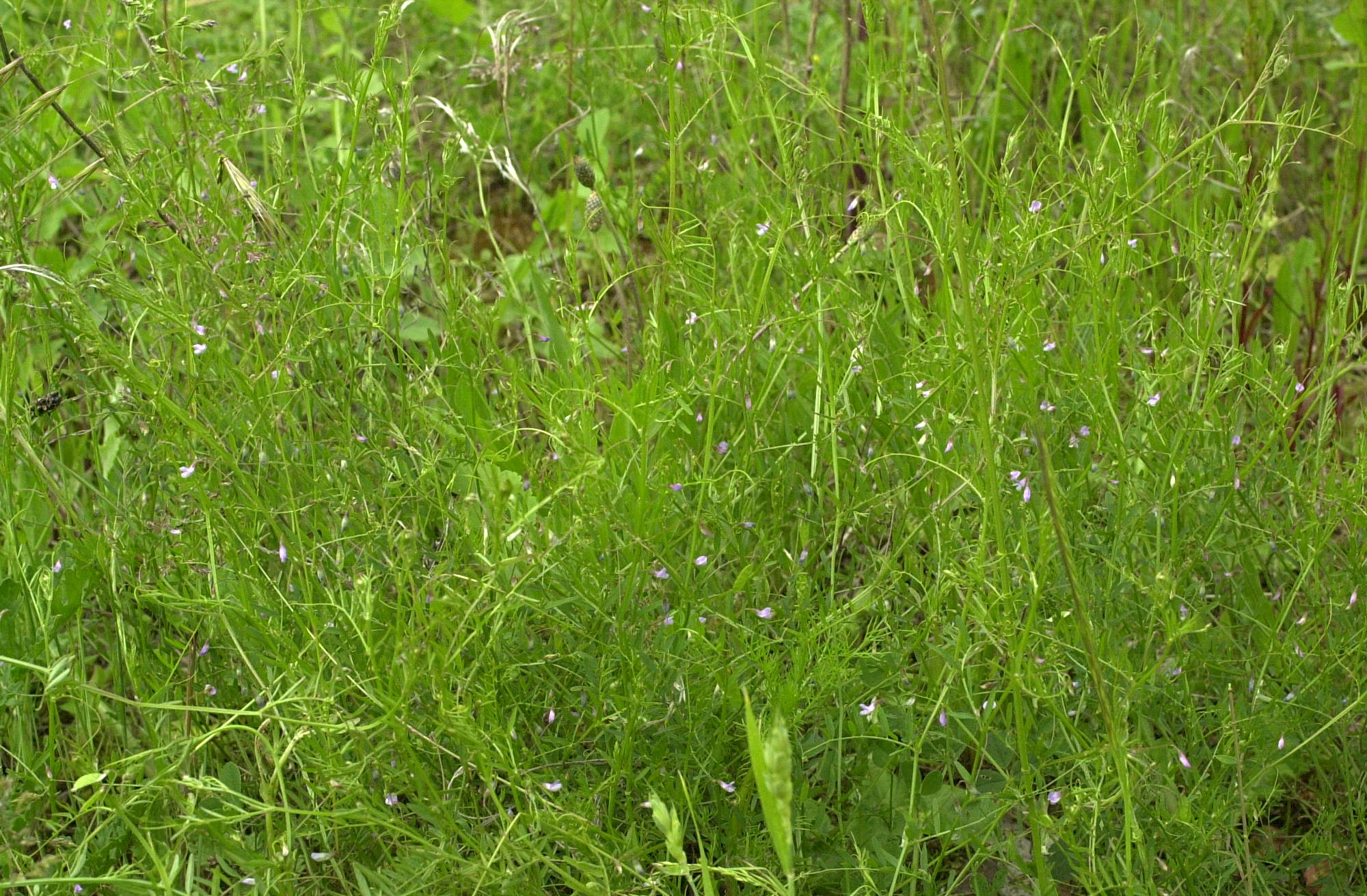 vicia_tetrasperma1md