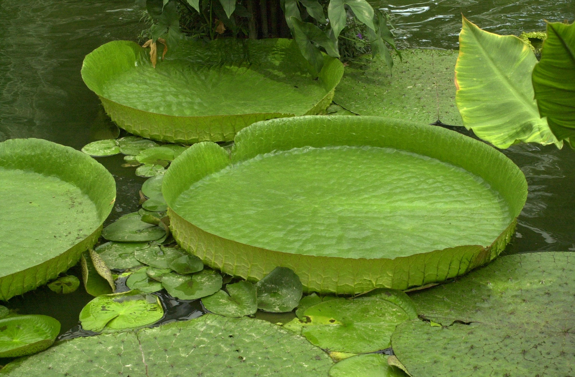 Afficher le média victoria_cruziana1md victoria_cruziana1md