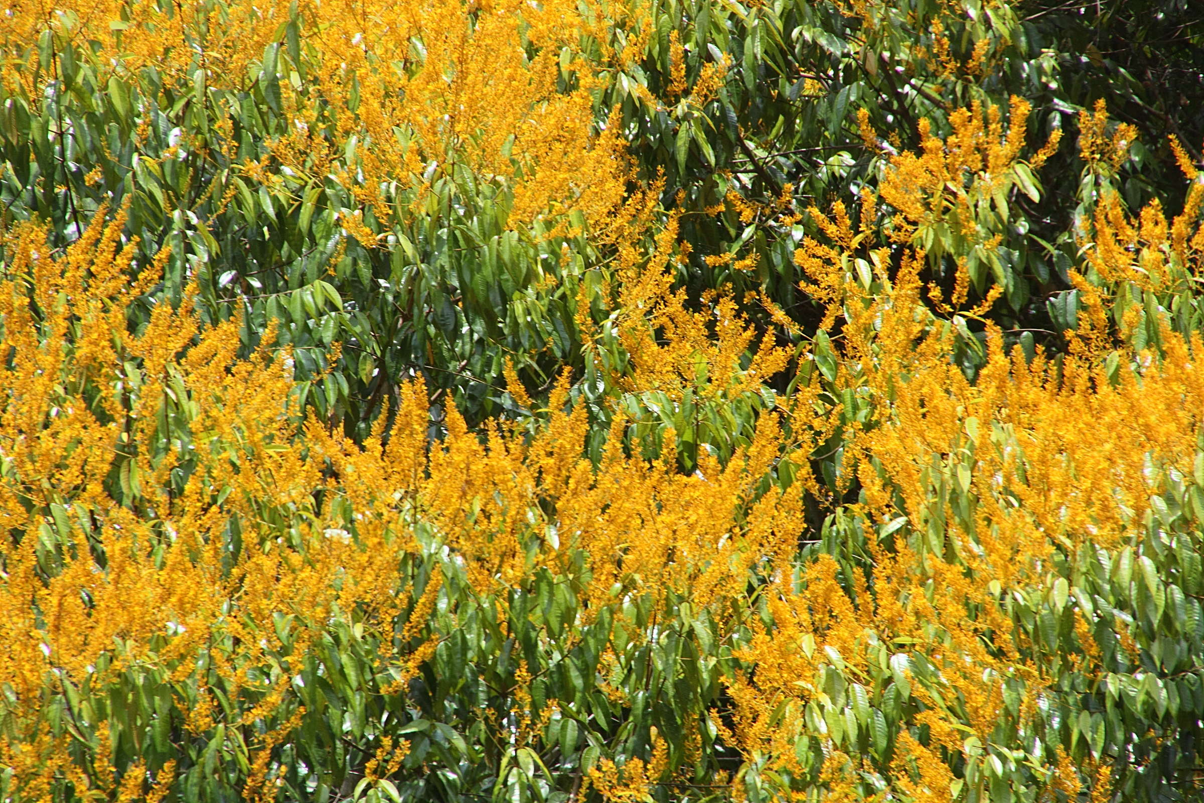 vochysia_guatemalensis1md