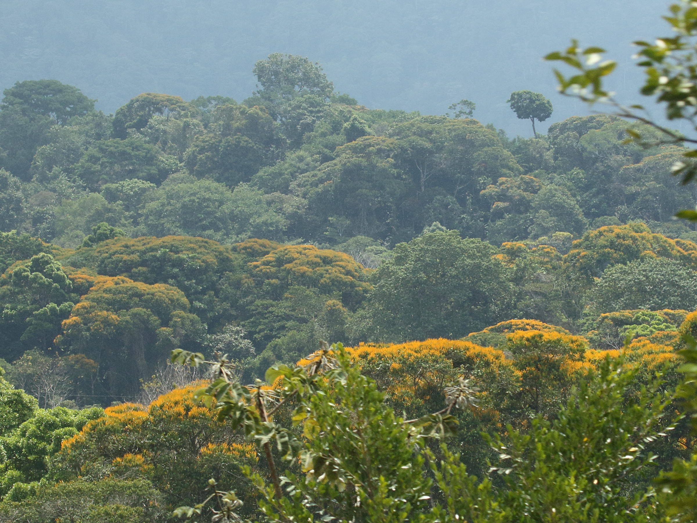 vochysia_guatemalensis2bd